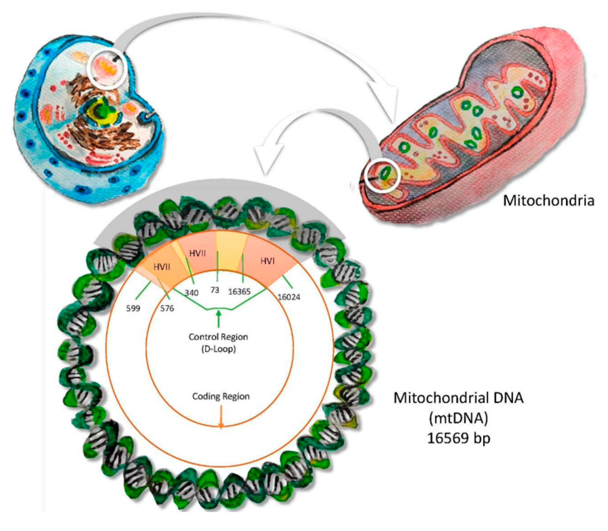 Genealogy 07 00038 g002