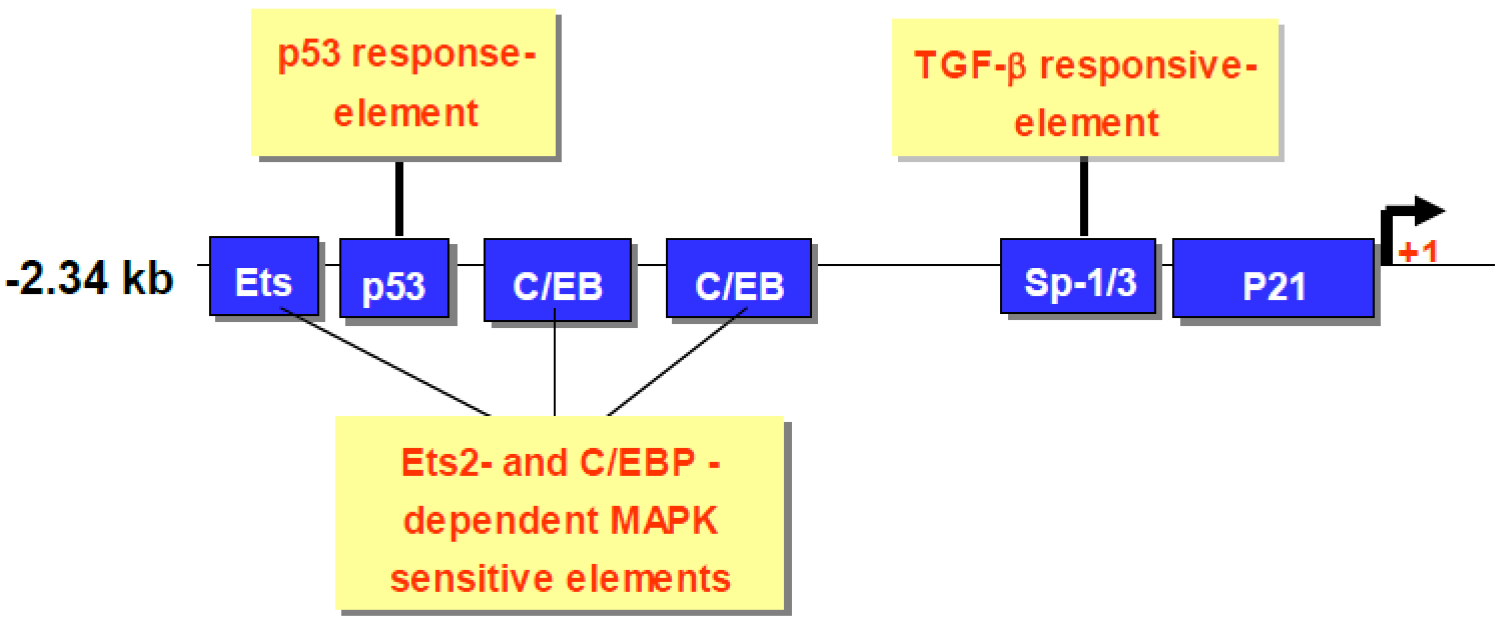 Genes 01 00335 g003 550