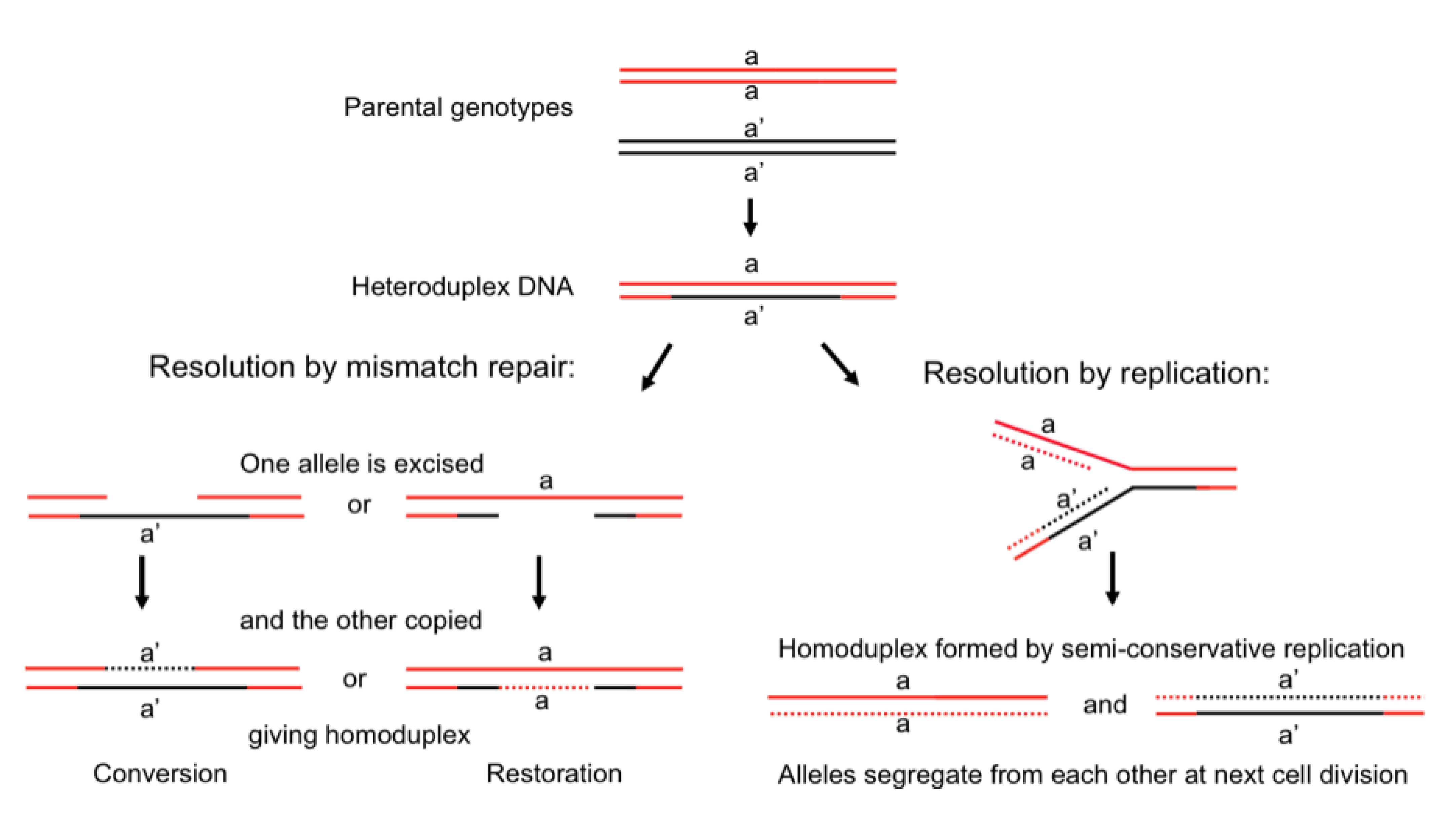 Genes 01 00427 g002 550