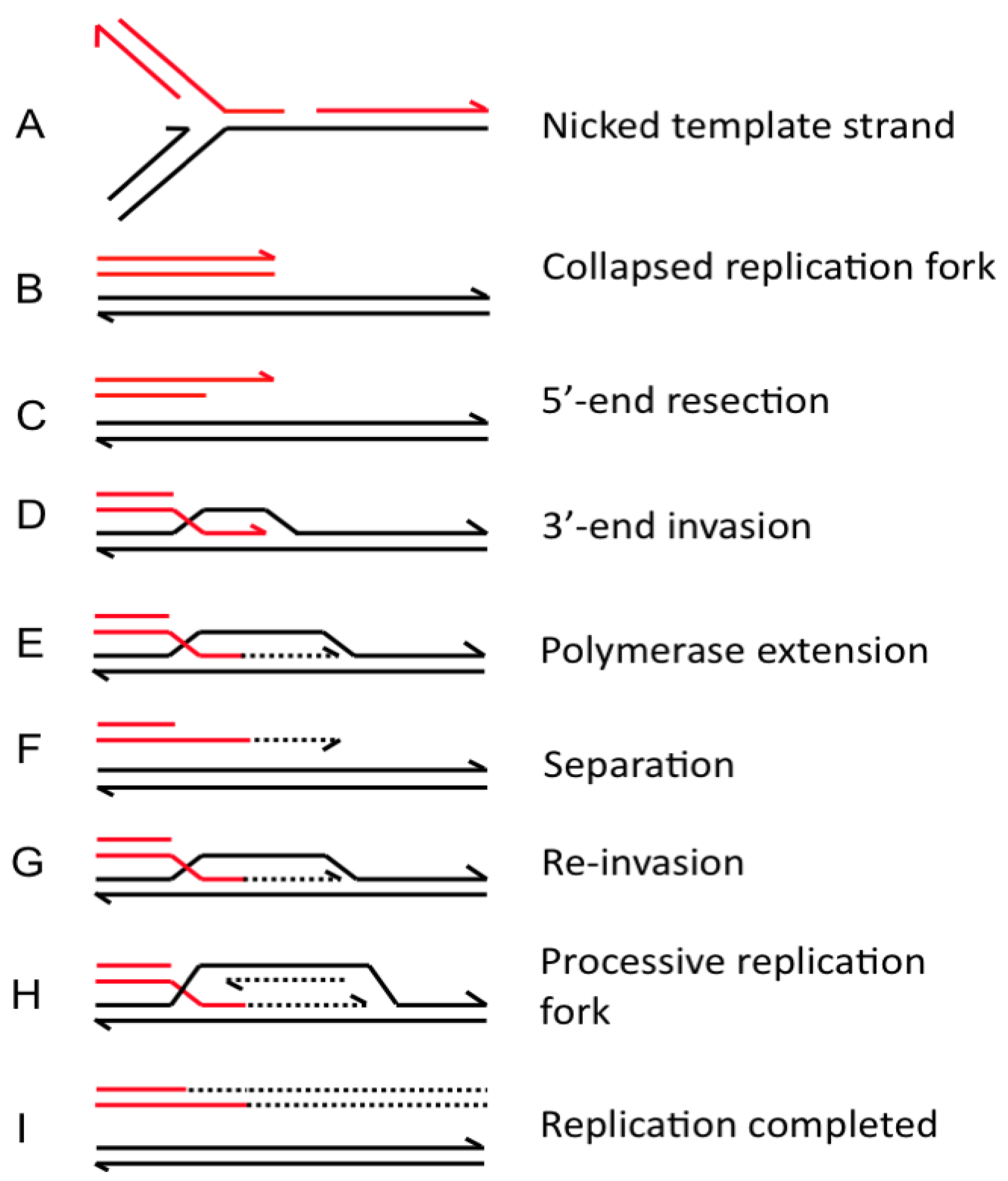 Genes 01 00427 g003 550