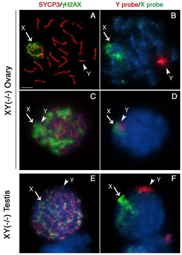 Genes 02 00059f2 1024