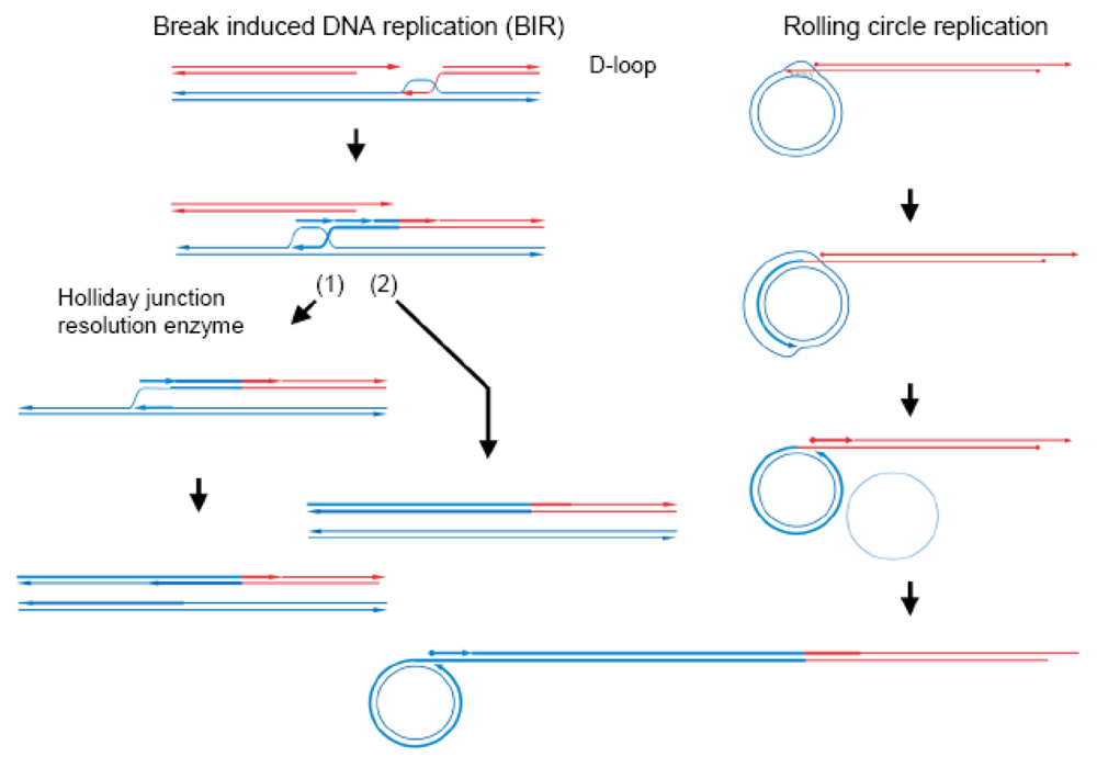 Genes Free Full Text Enlightenment Of Yeast Mitochondrial Homoplasmy Diversified Roles Of Gene Conversion Html
