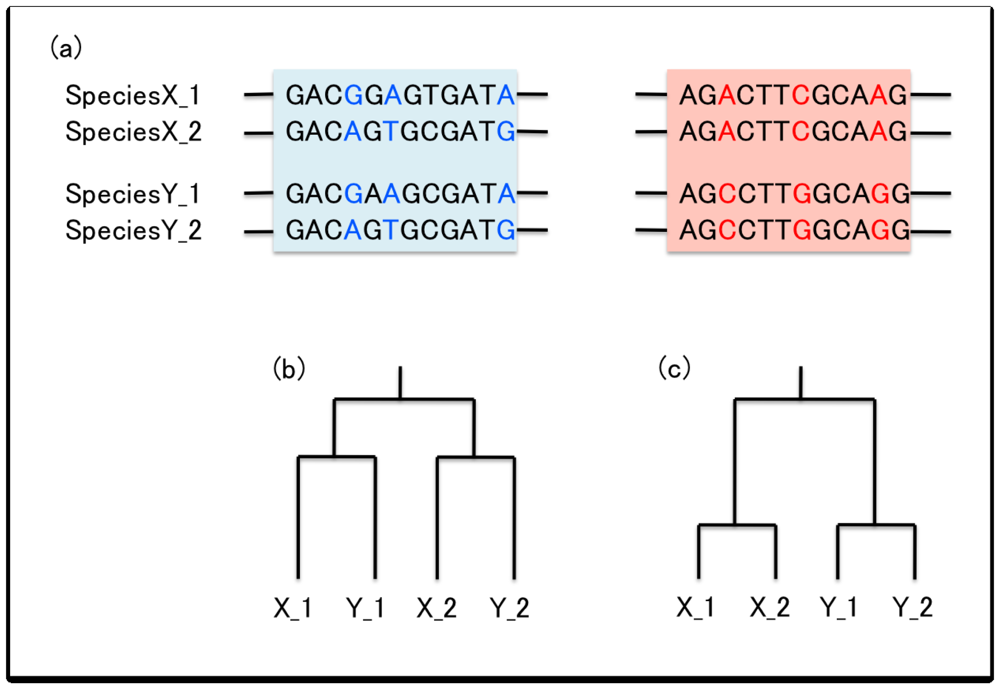 Genes Free FullText Neutral and NonNeutral Evolution of Duplicated Genes with Gene Conversion