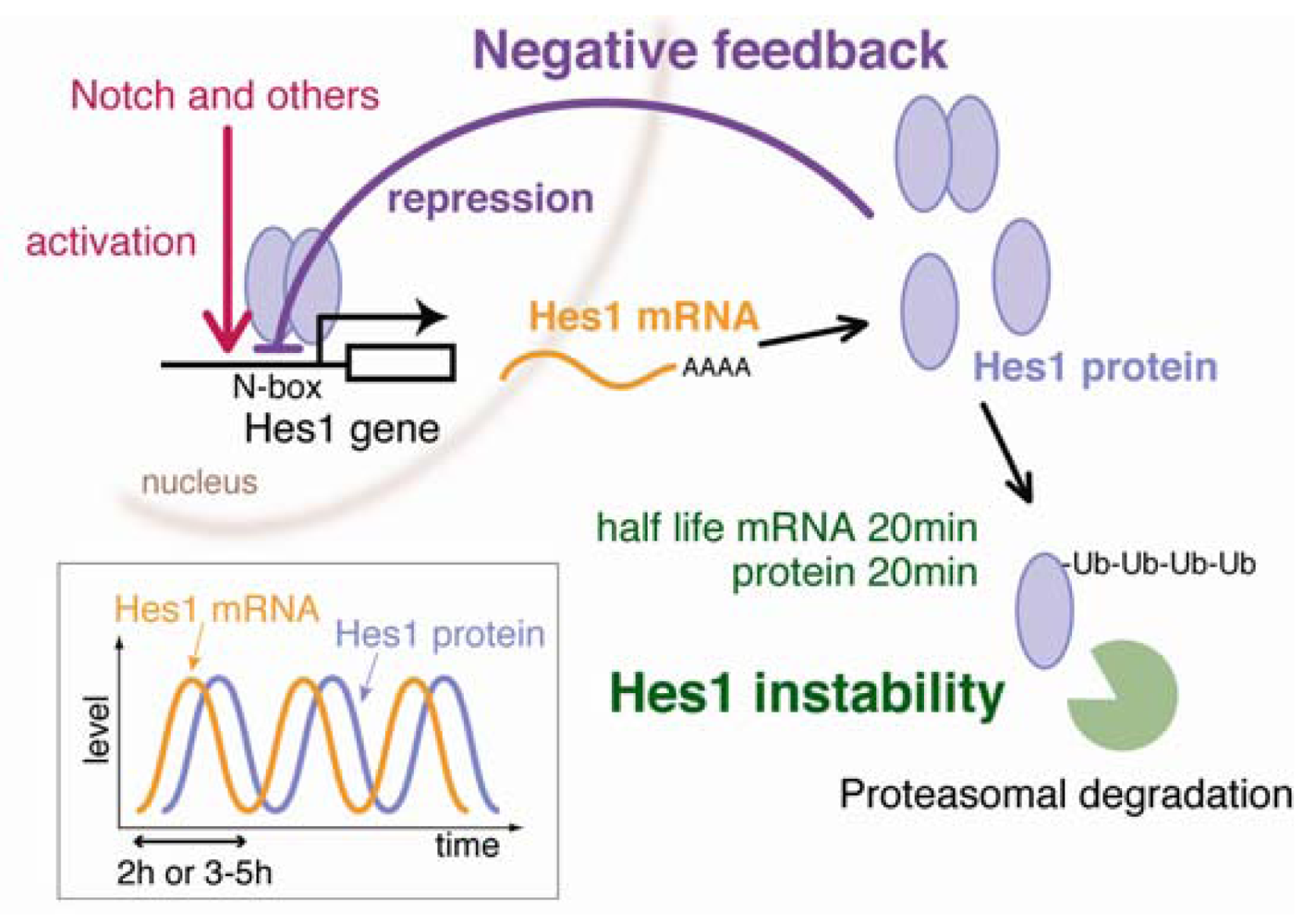 Genes 02 00219f1 1024