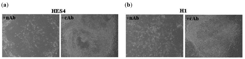 The Function of E-Cadherin in Stem Cell Pluripotency and Self-Renewal