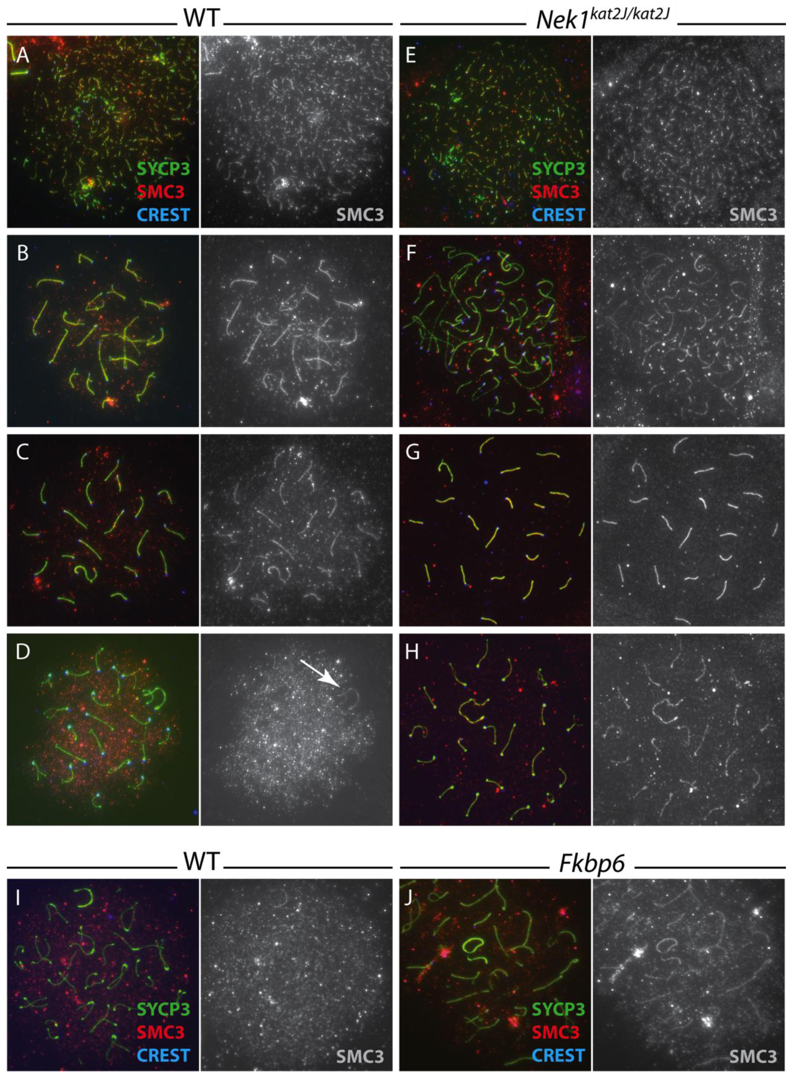Genes 02 00260f7 1024