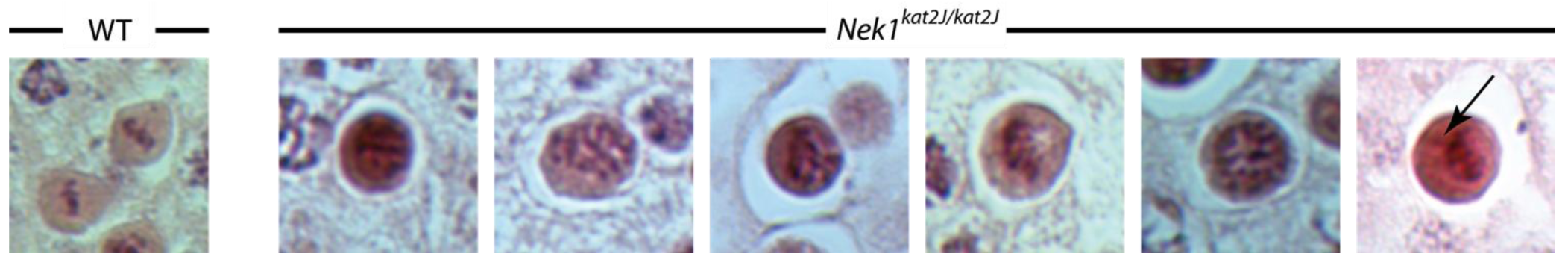 Genes 02 00260f9 1024