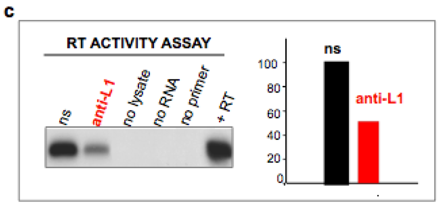 Genes 02 00360f2b