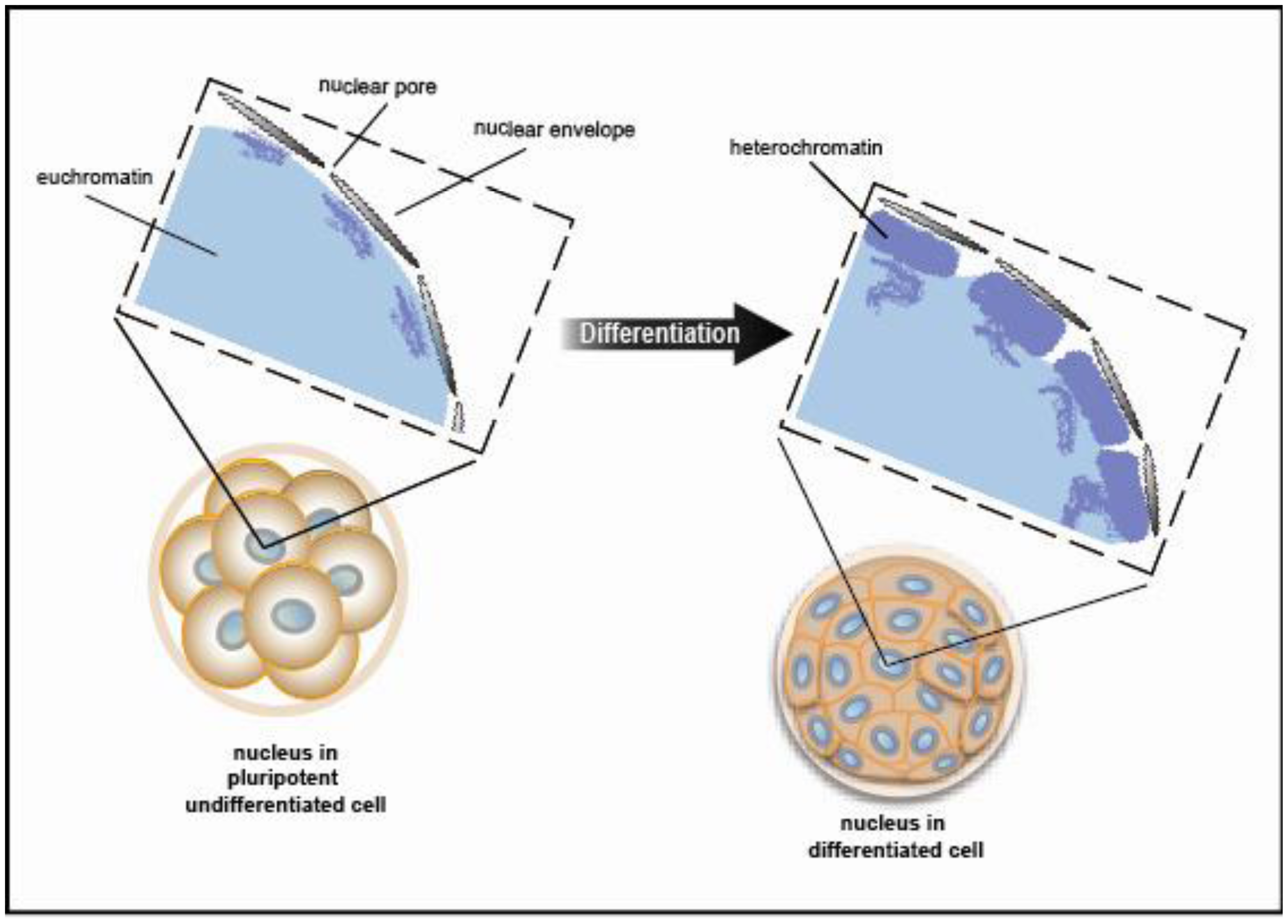 Genes 02 00420f5 1024