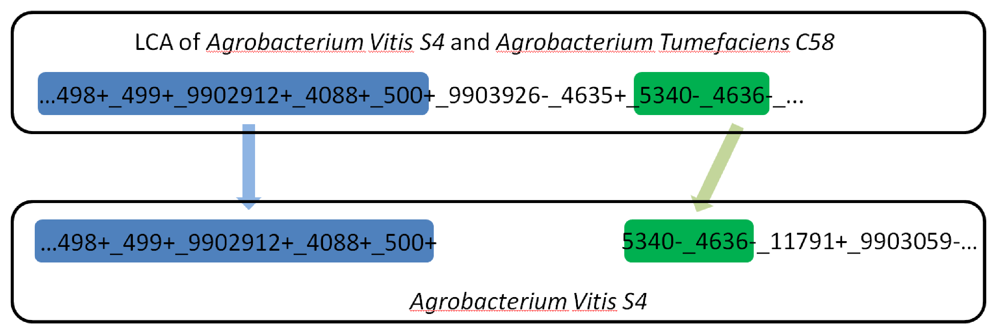 Genes 03 00423 g004