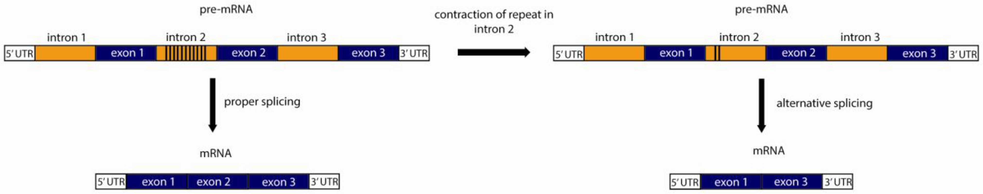 Genes 03 00461 g004