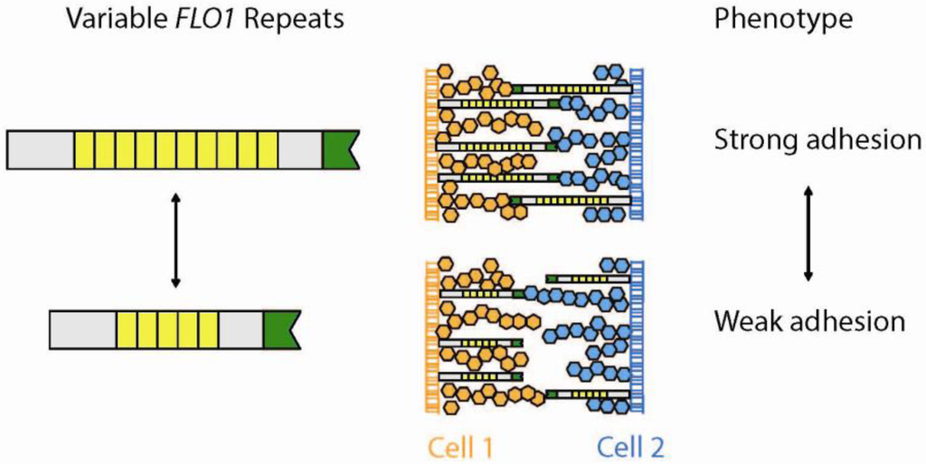 Genes, Free Full-Text