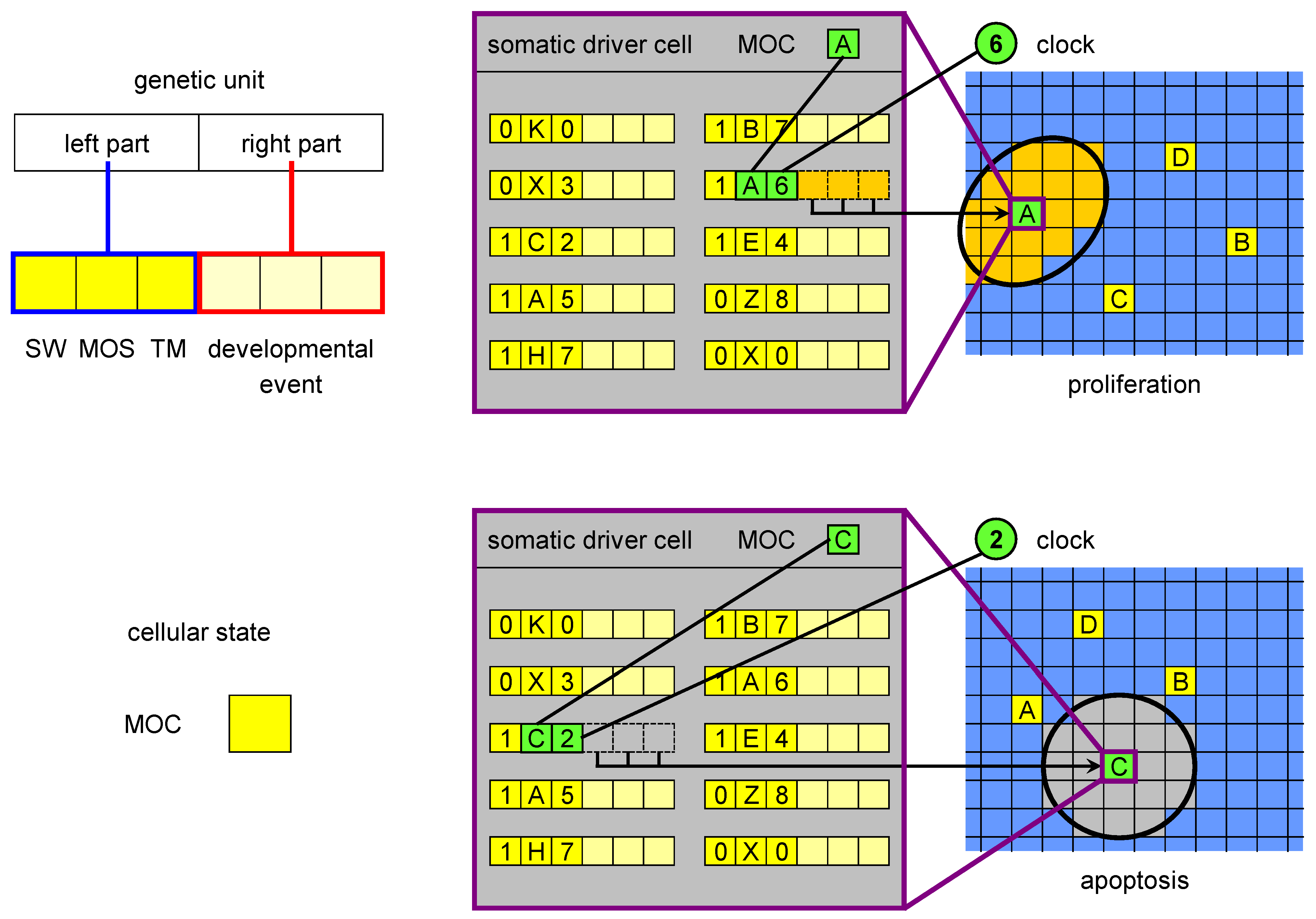 Genes 03 00492 g002