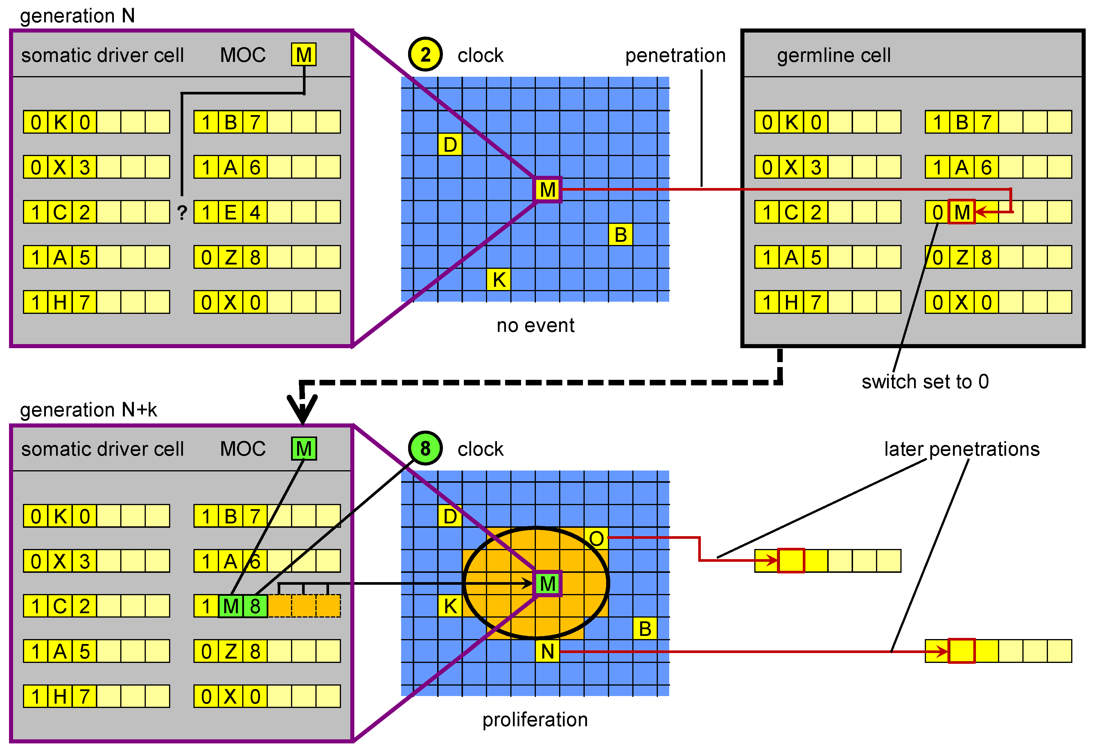 Genes 03 00492 g004