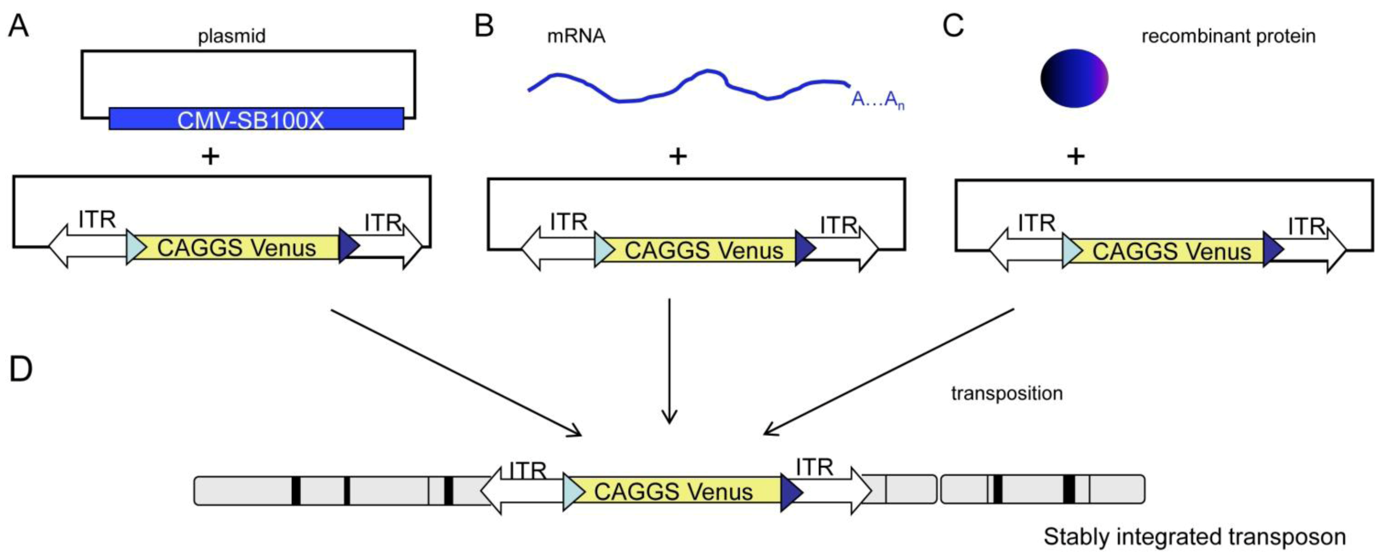 Genes 03 00615 g001