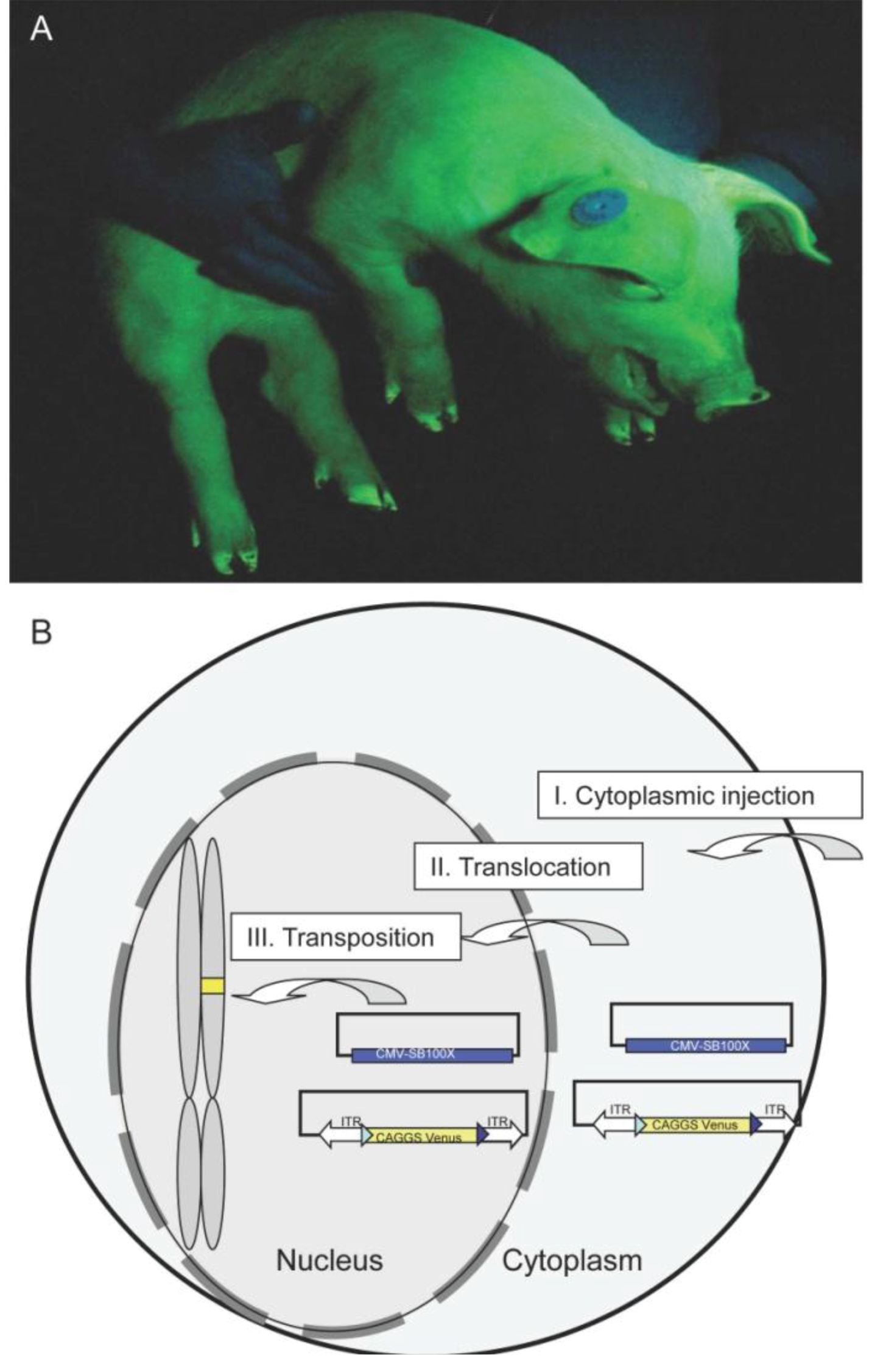 Genes 03 00615 g002