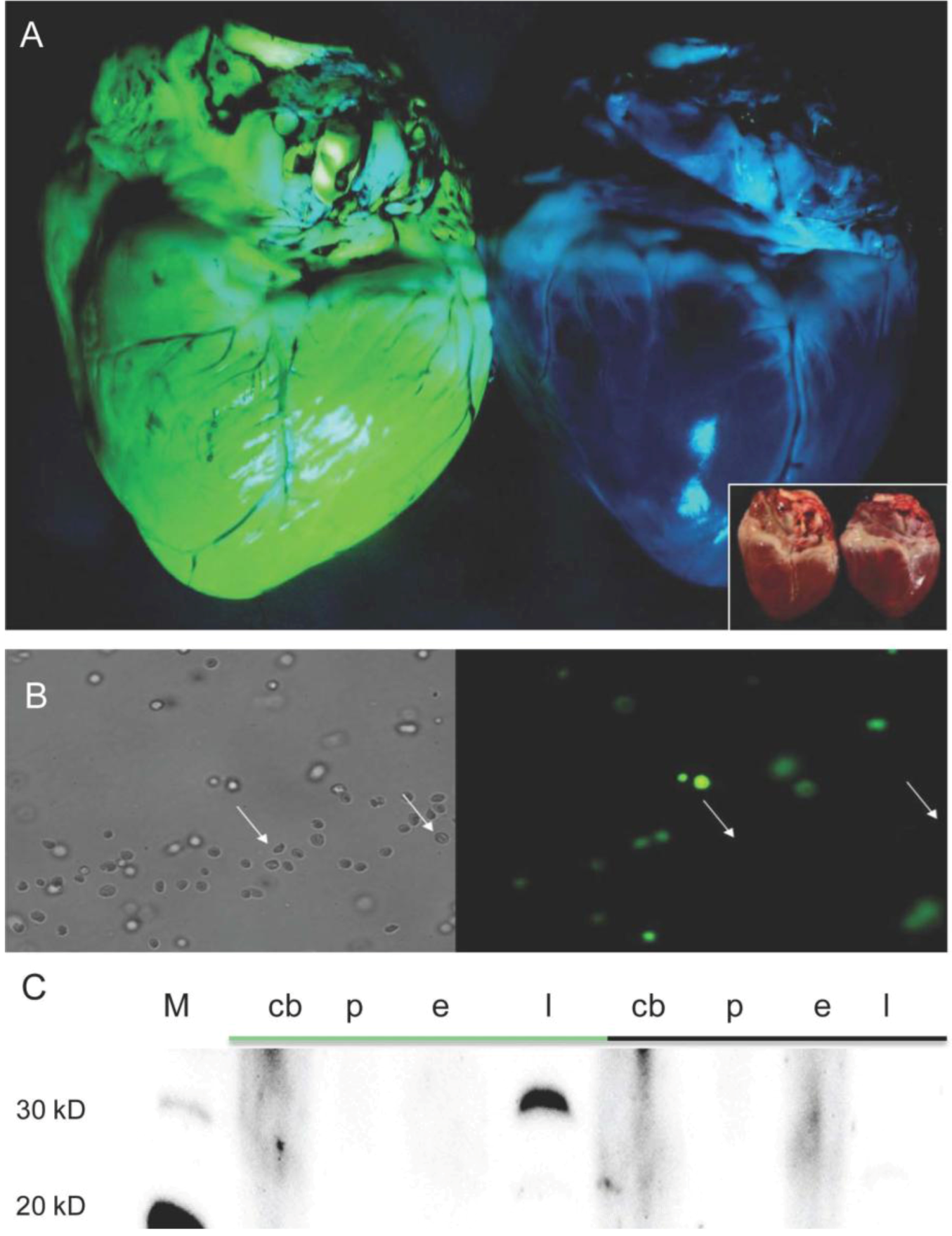 Genes 03 00615 g004