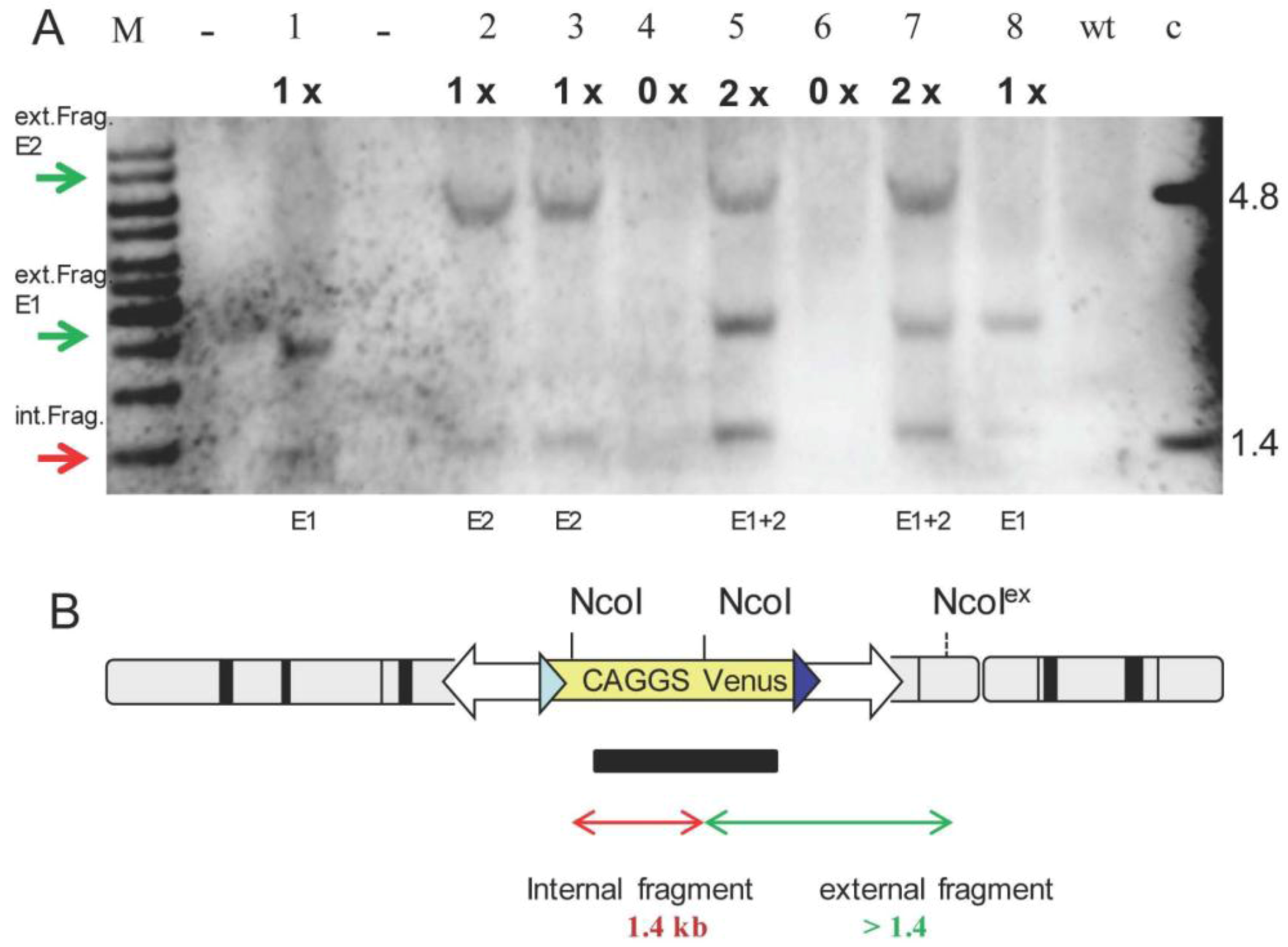 Genes 03 00615 g006
