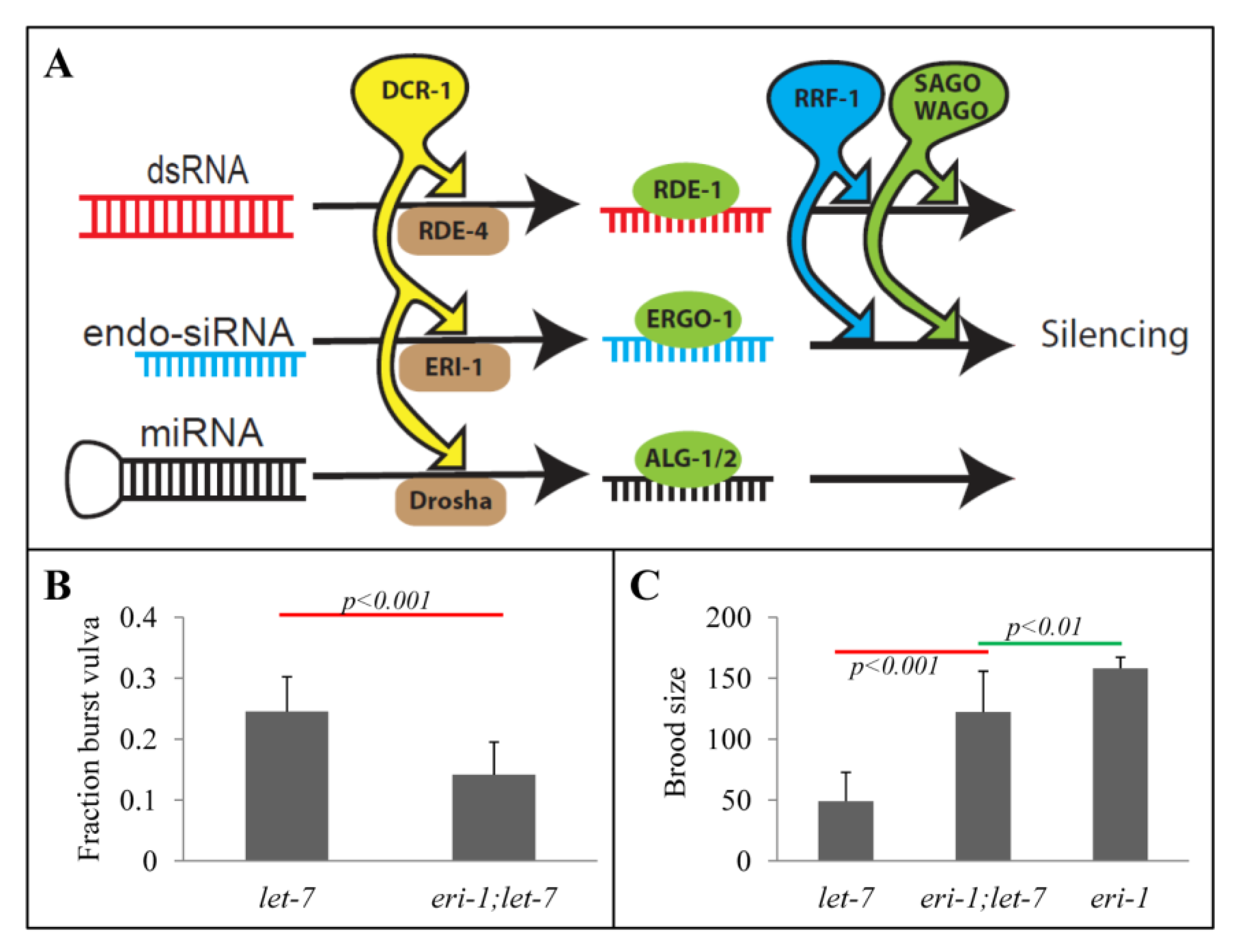 Genes 03 00671 g001 550