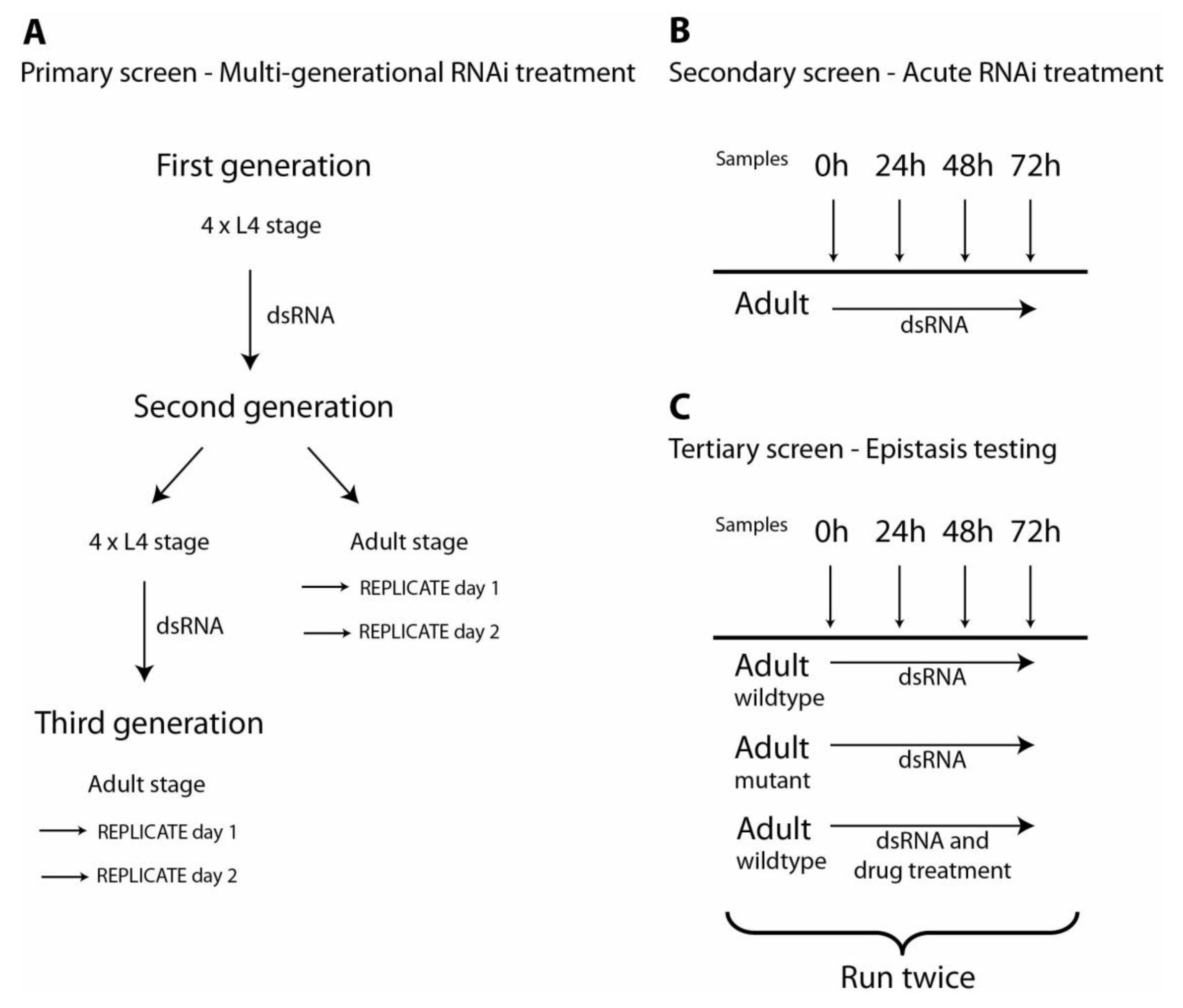 Genes | Free Full-Text | Using Multiple Phenotype Assays and Epistasis Testing to Enhance the Reliability of RNAi Screening and Identify Regulators of Muscle Protein Degradation Genes | Free Full-Text | Using Multiple Phenotype Assays and Epistasis Testing to Enhance the Reliability of RNAi Screening and Identify Regulators of Muscle Protein Degradation