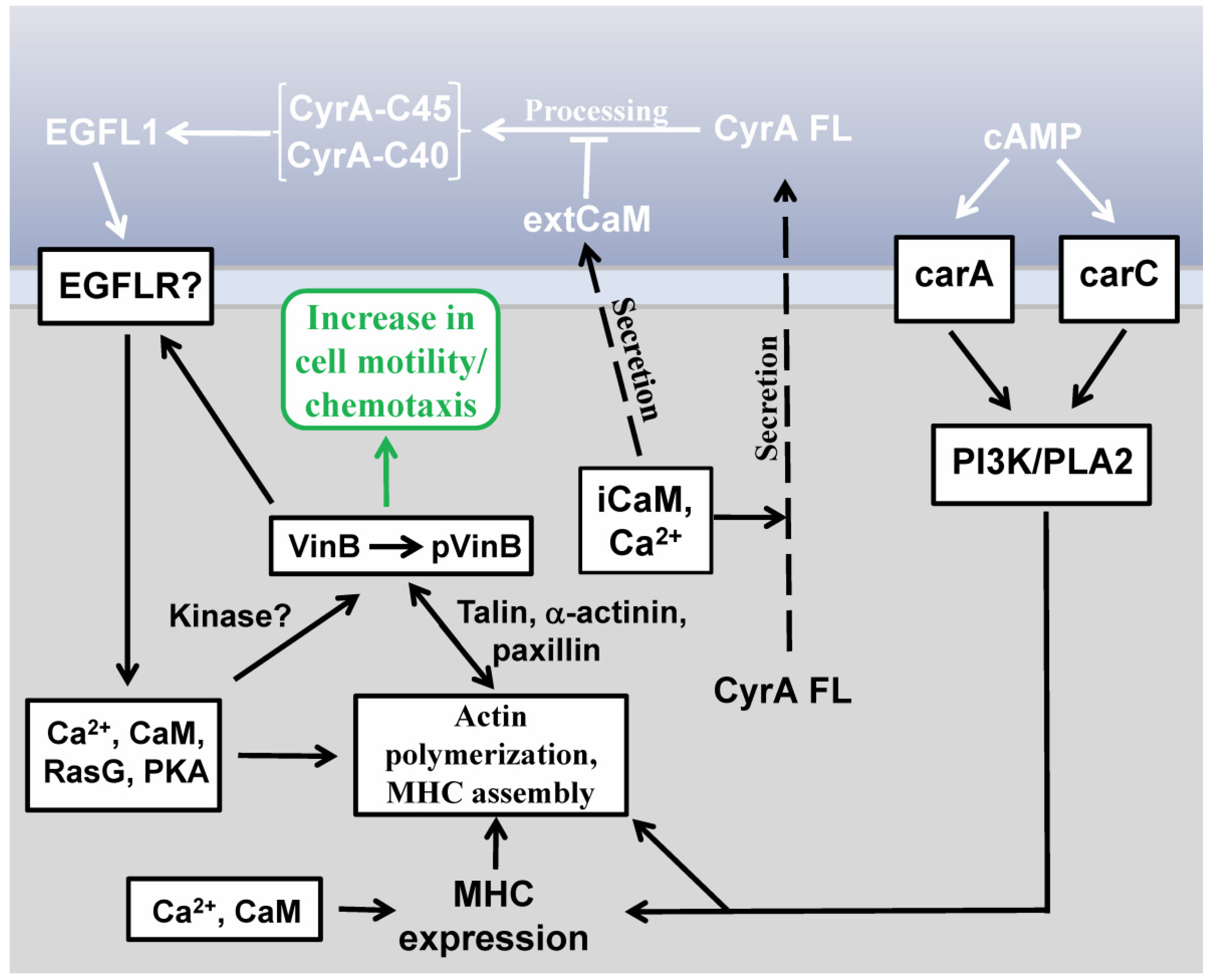 Genes 04 00033 g002