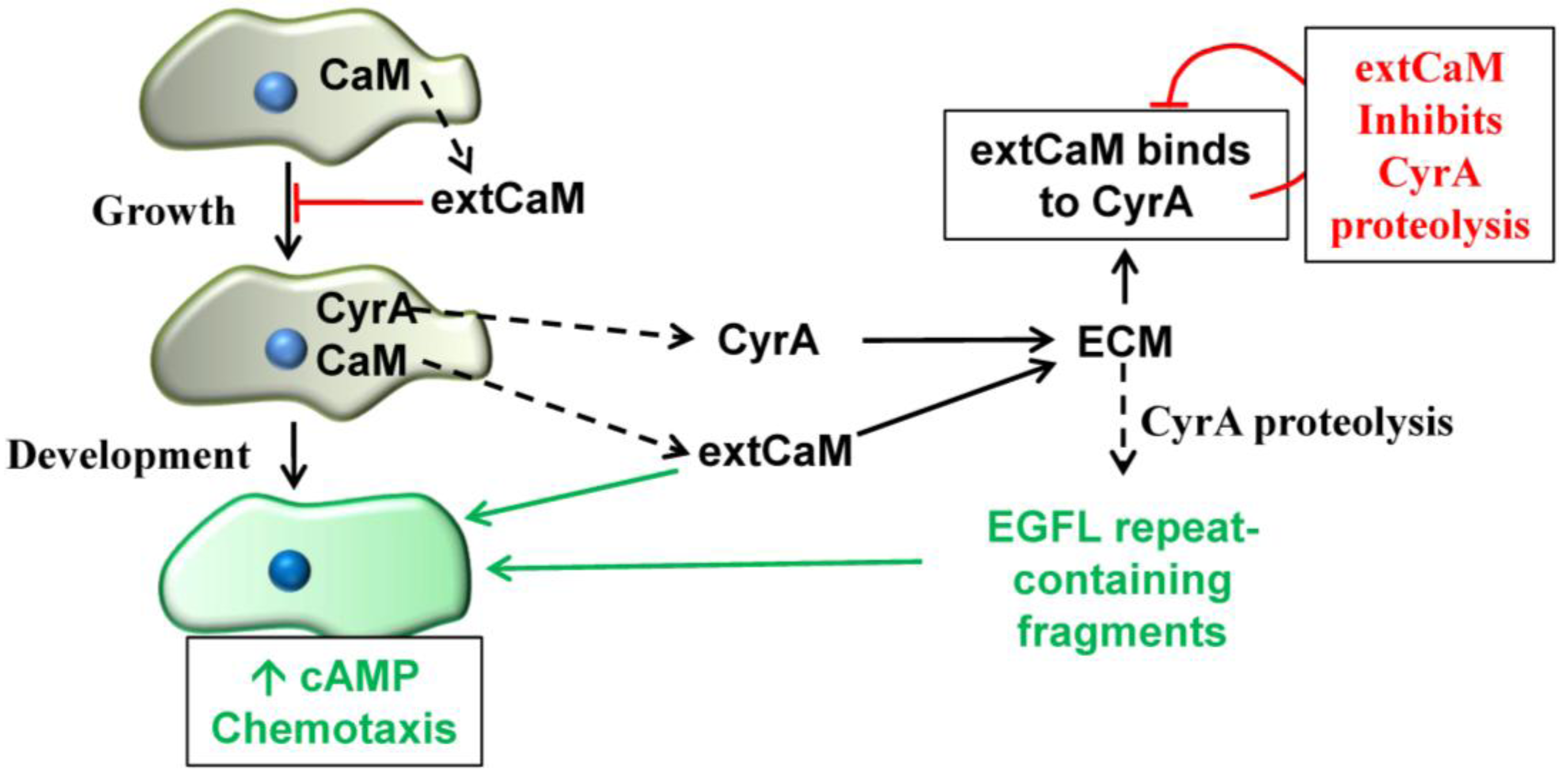 Genes 04 00033 g004