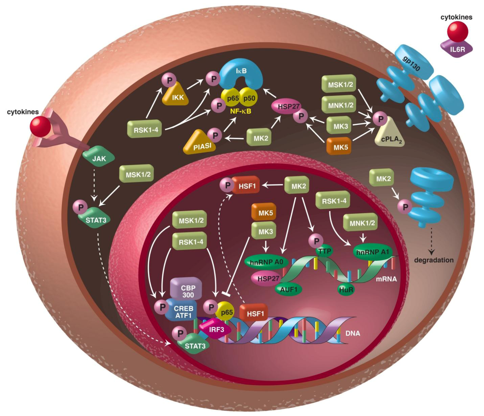 The Role of Mitogen-Activated Protein Kinase ... Biology Diagrams