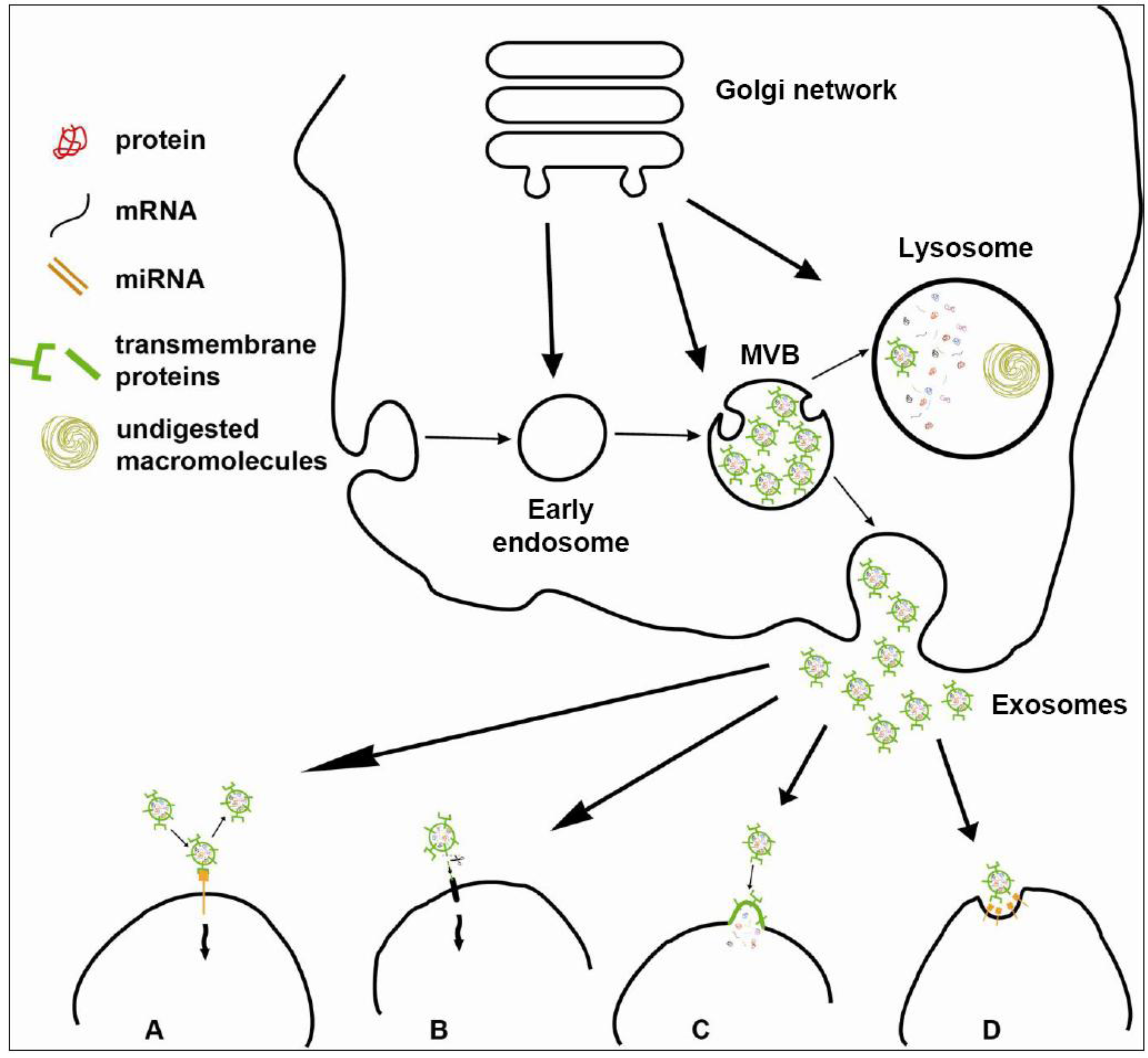 Genes | Free Full-Text | Signaling Pathways in Exosomes Biogenesis 