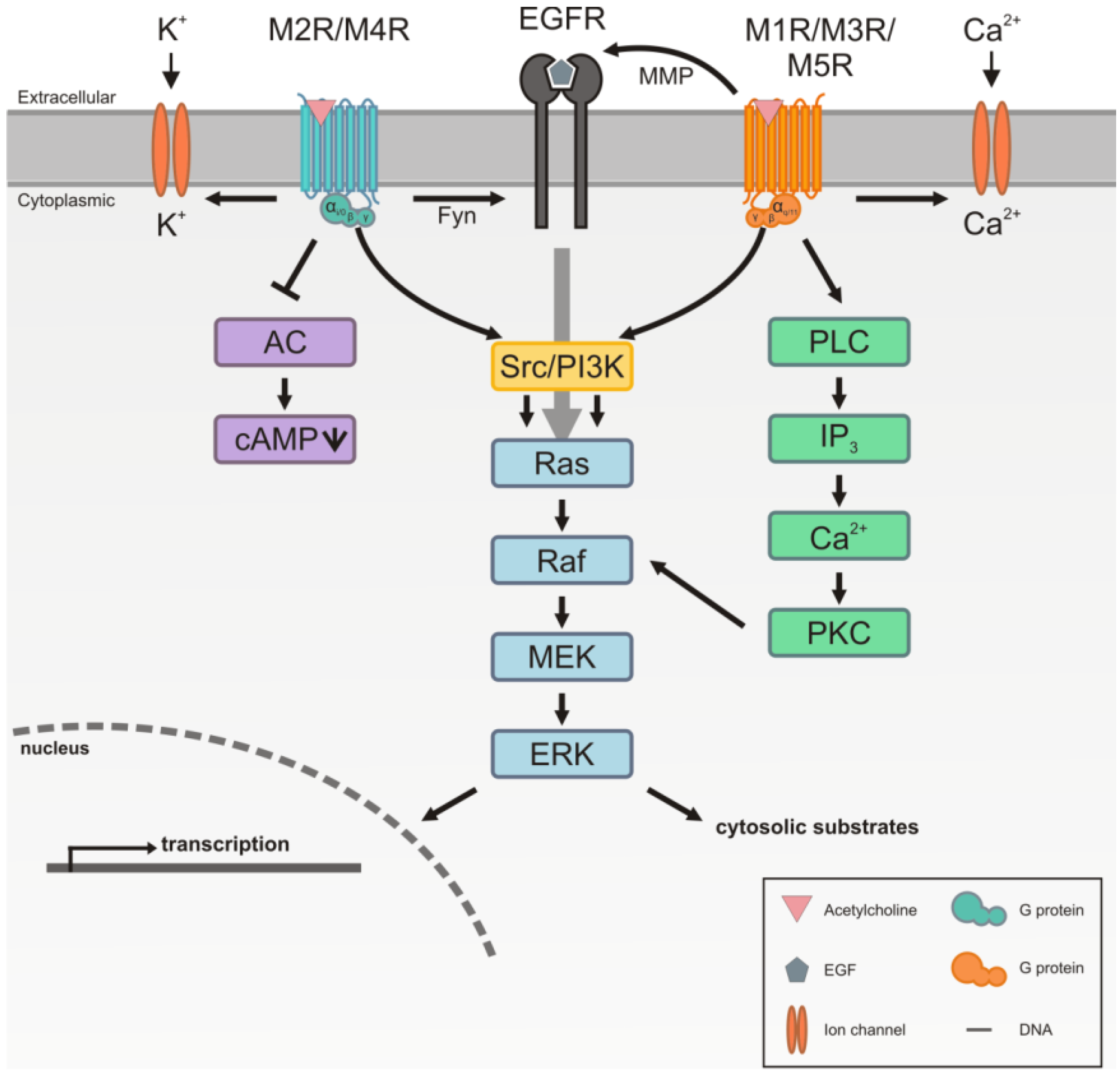 Genes Free Full Text Non Neuronal Functions Of The M2 Muscarinic 