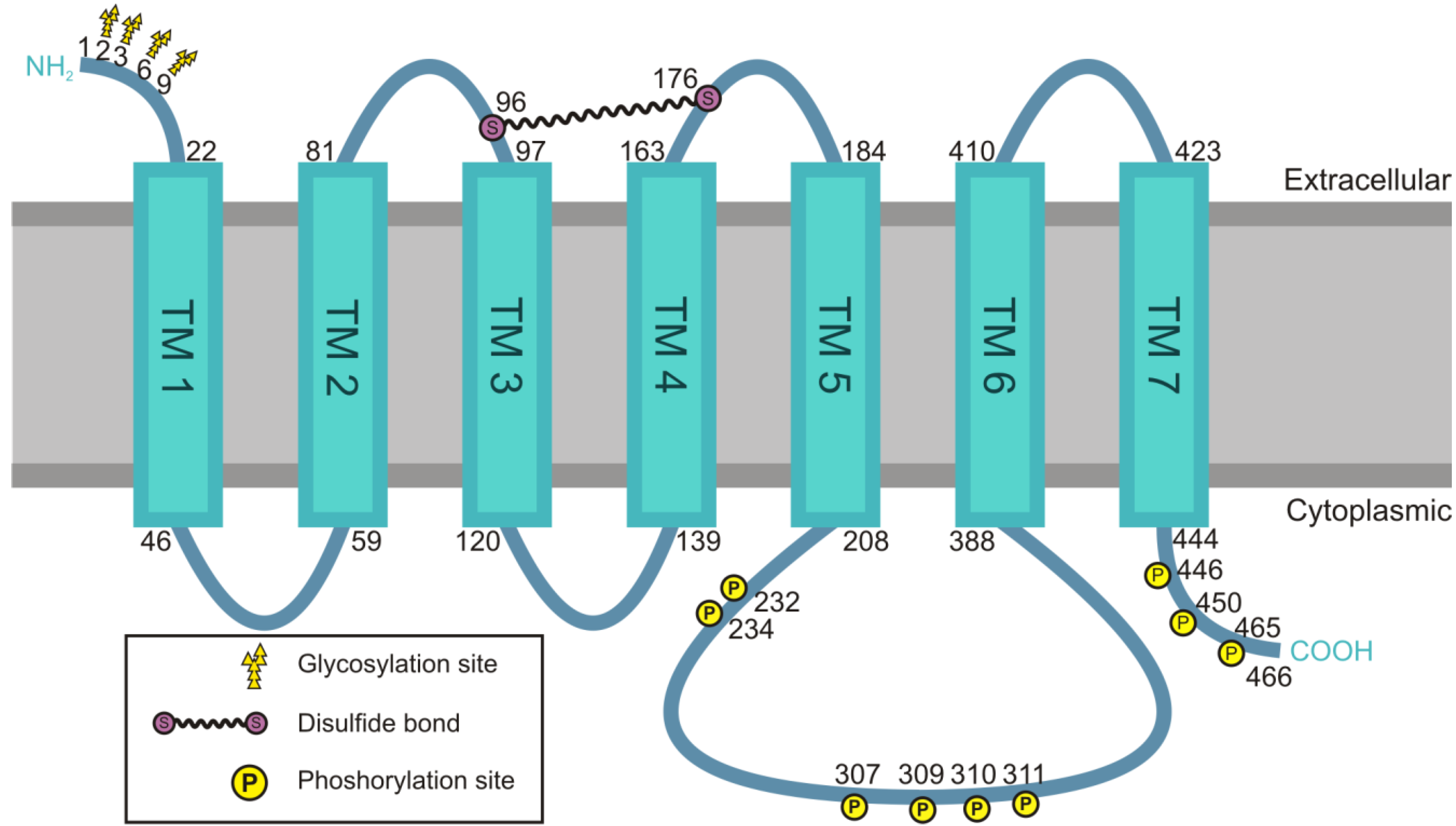 Genes 04 00171 g002