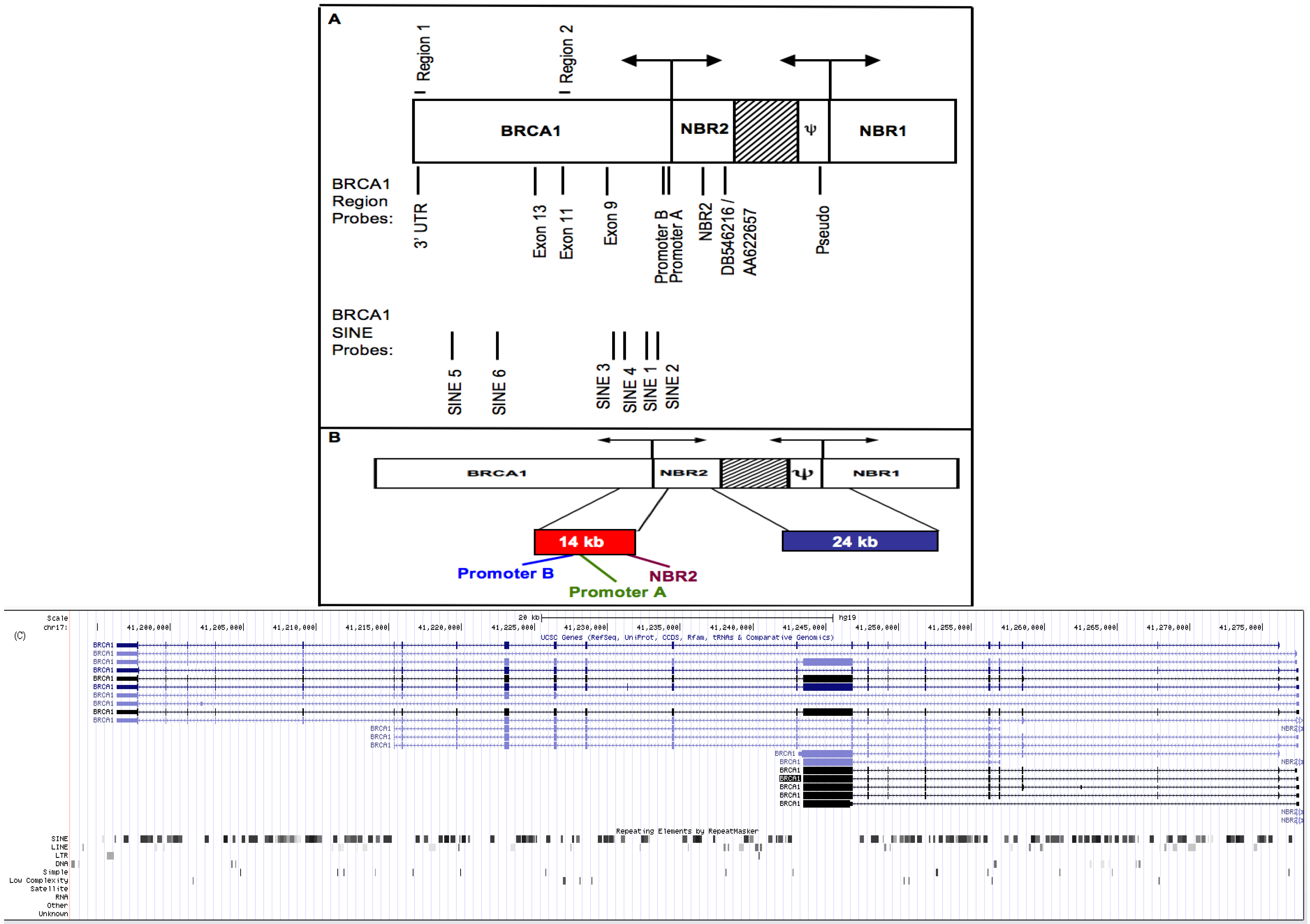 Genes 04 00226 g001