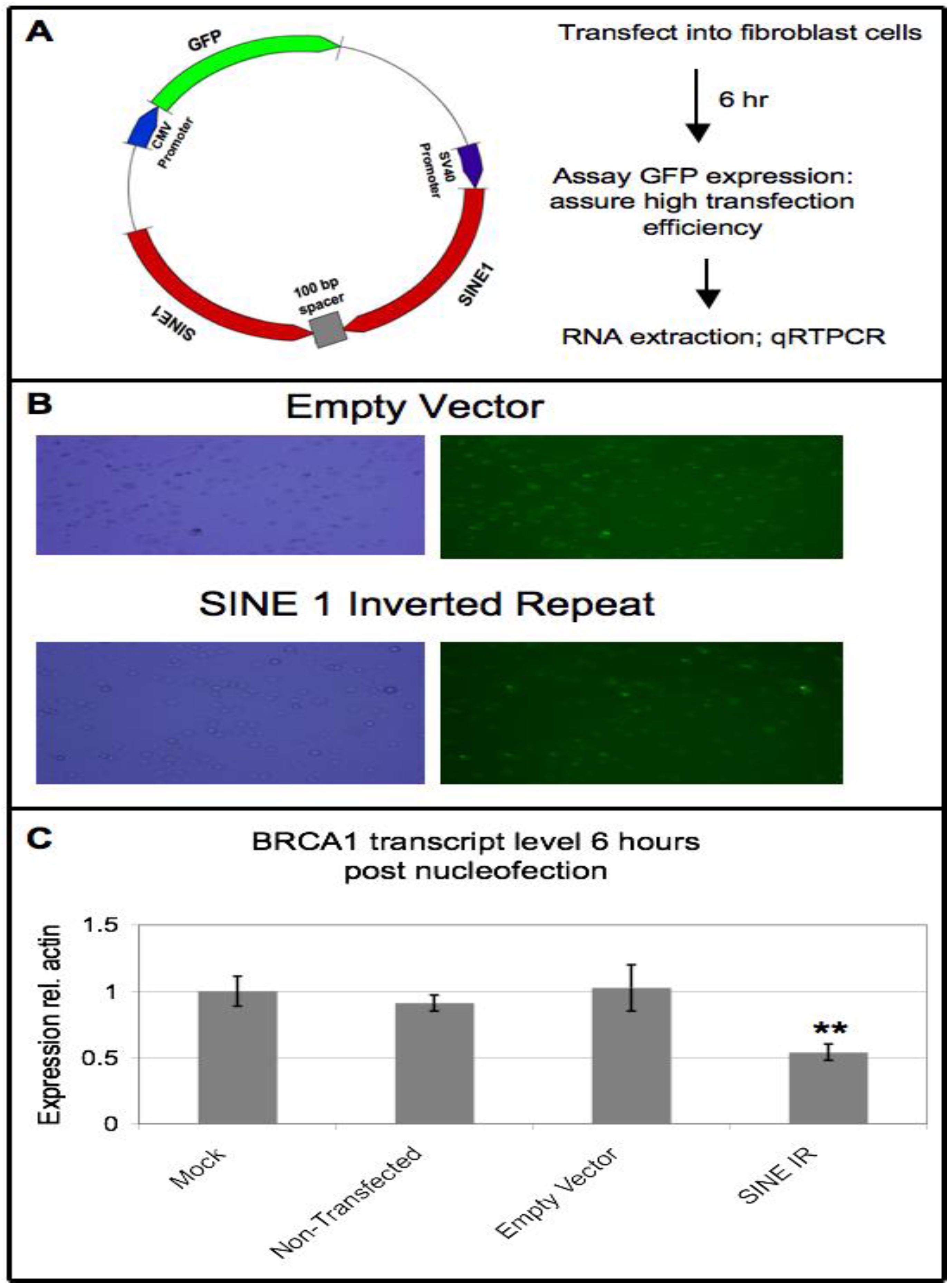 Genes 04 00226 g005