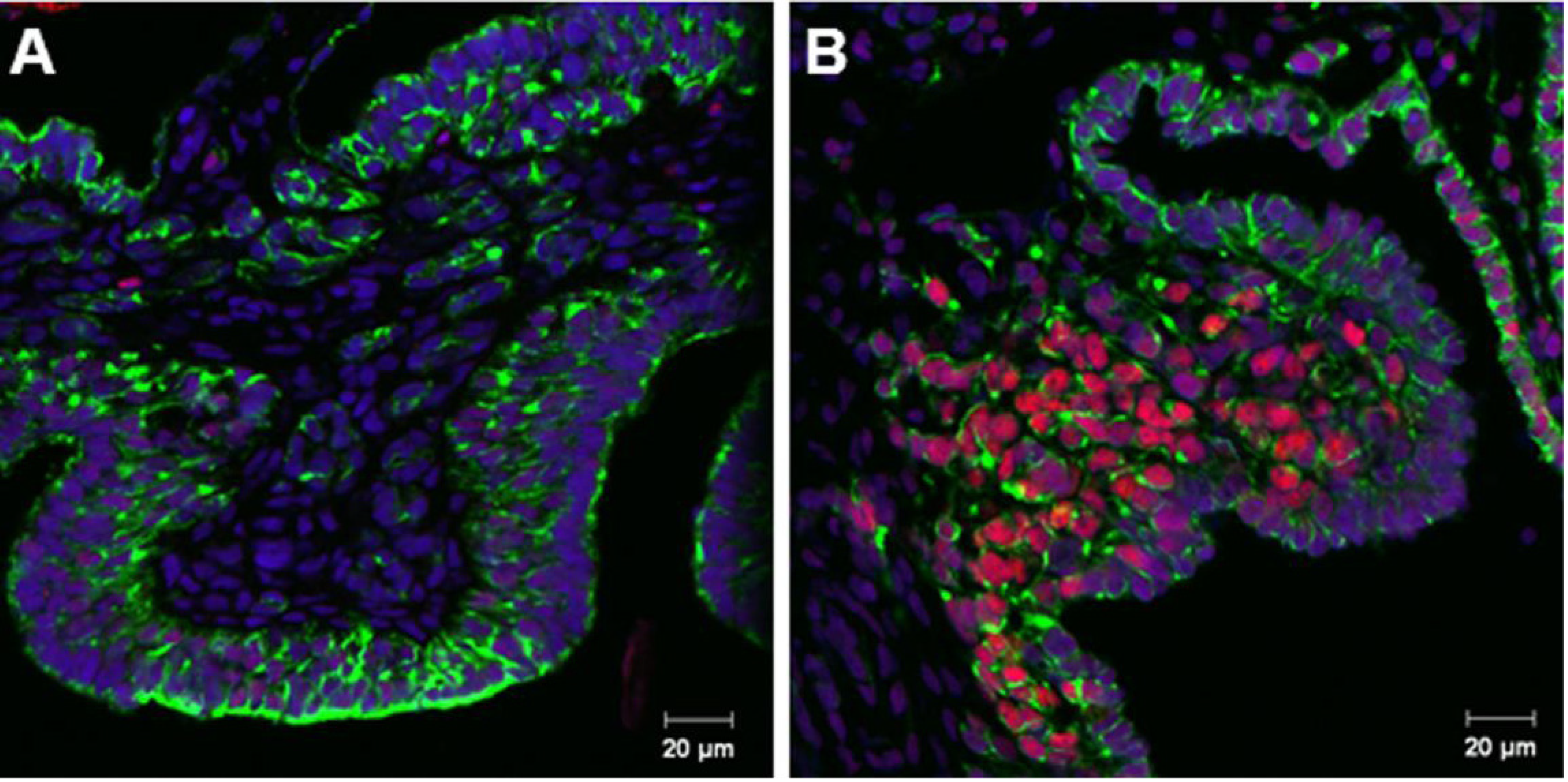 Genes 04 00293 g001