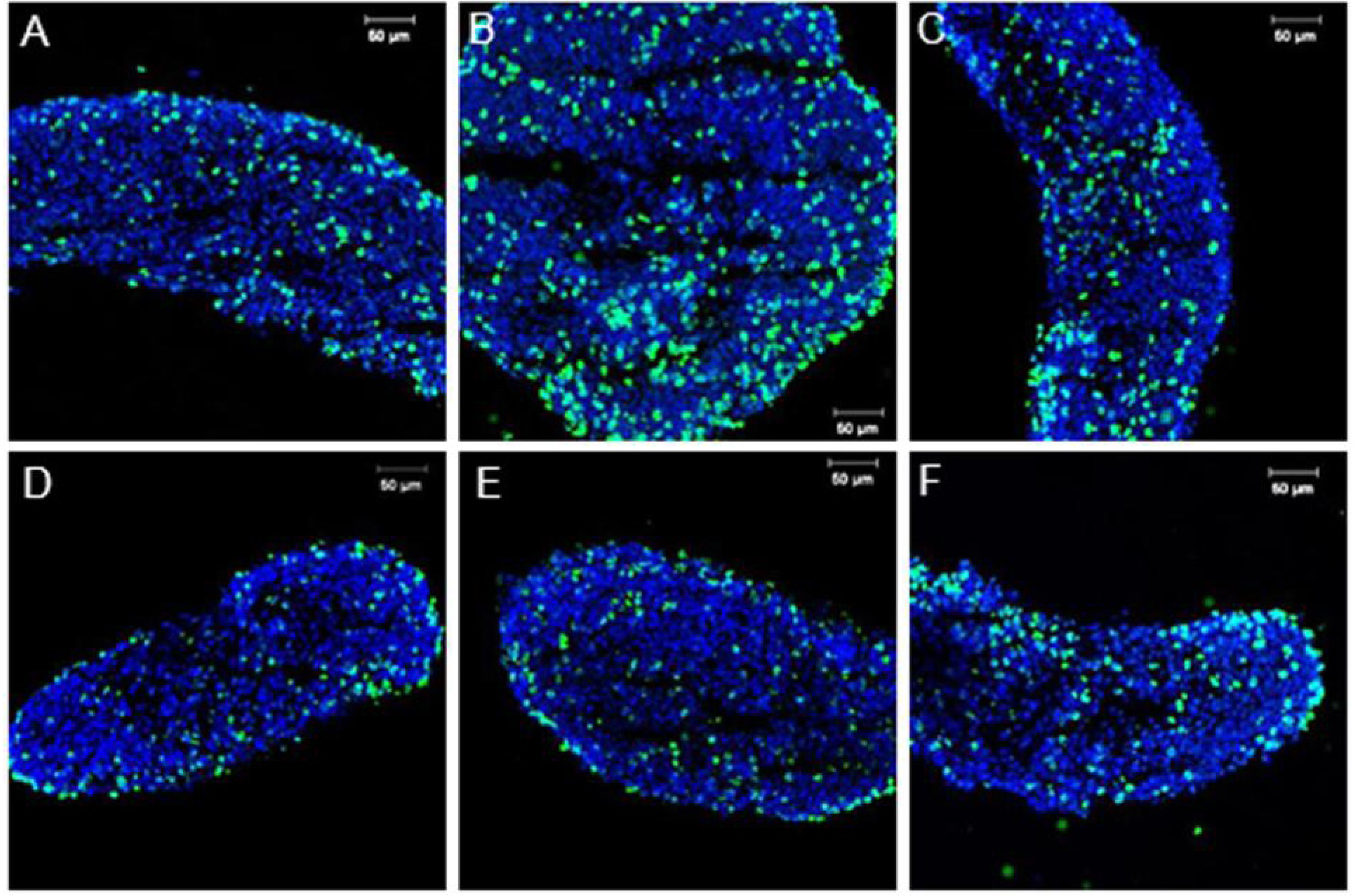Genes 04 00293 g003