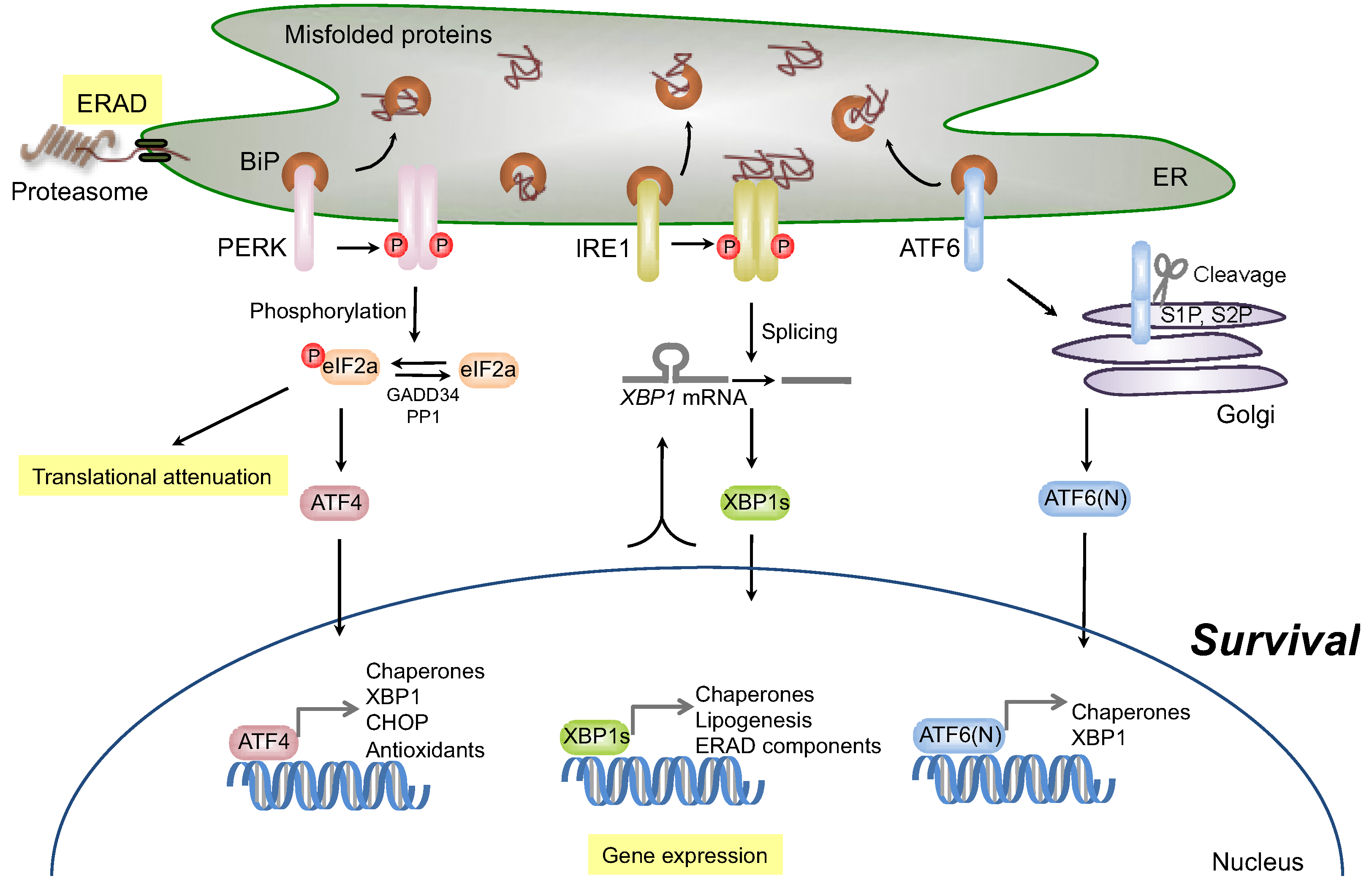 Er Signaling Pathway