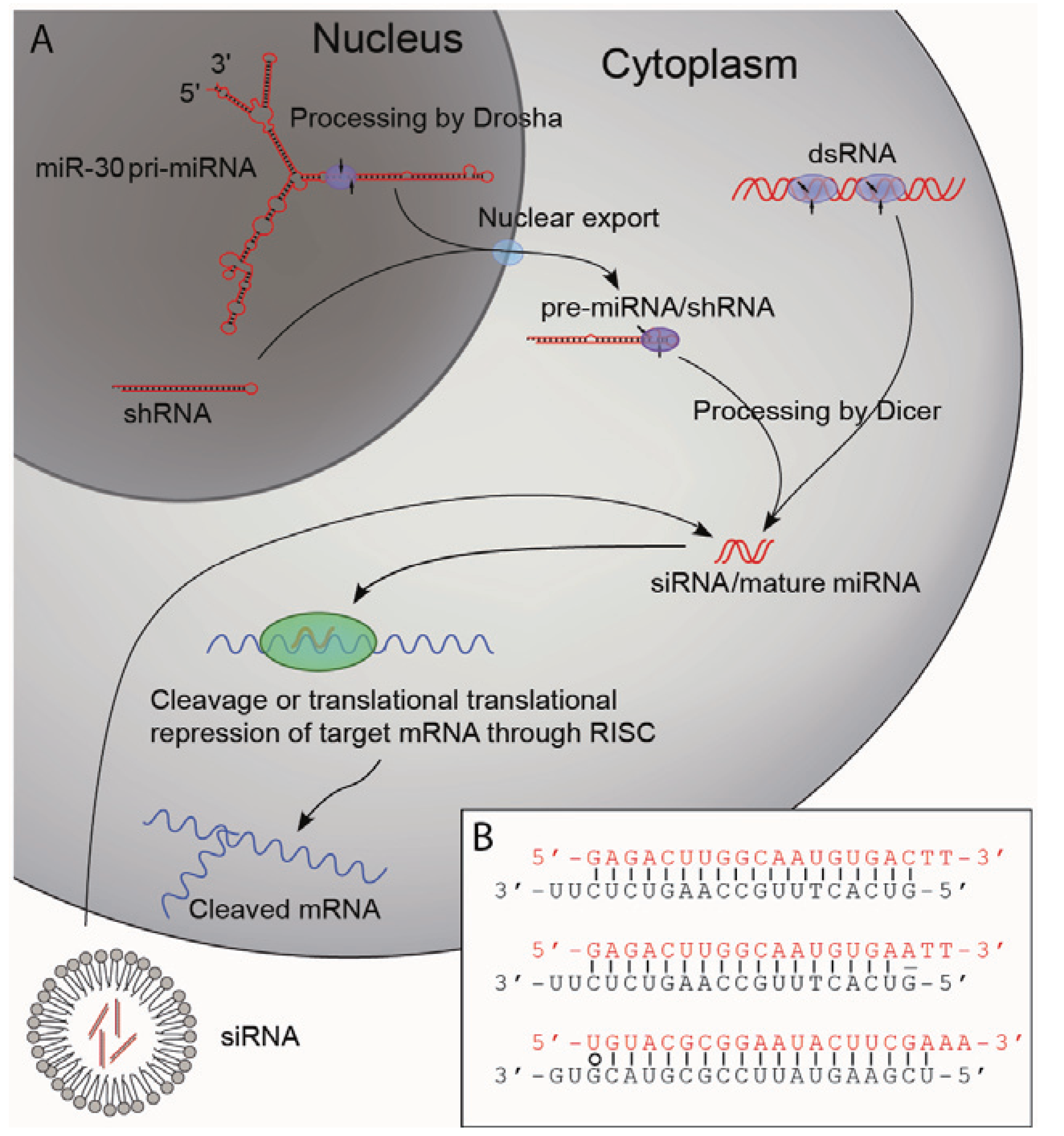 Addgene Pjh200