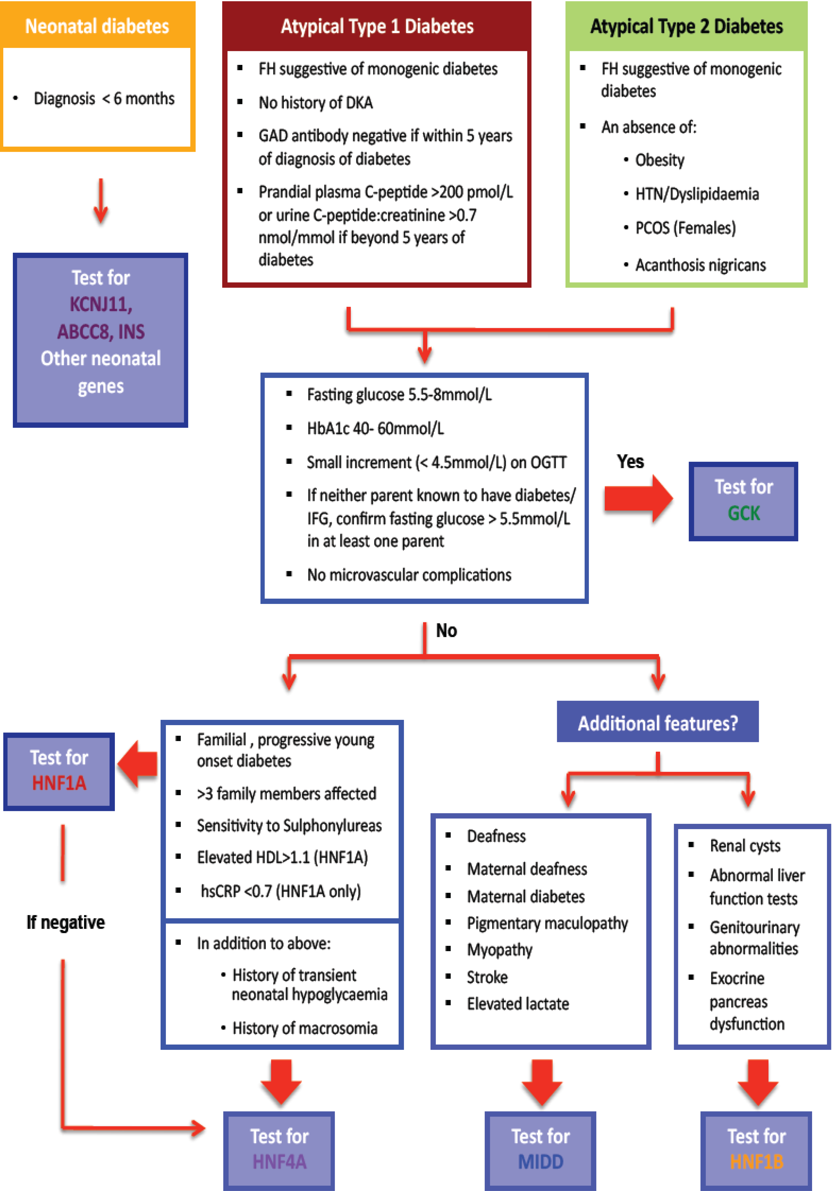 Understanding Monogenic Diabetes