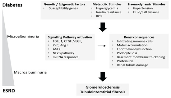 Nephropathia: Cukorbetegség és vesekárosodás