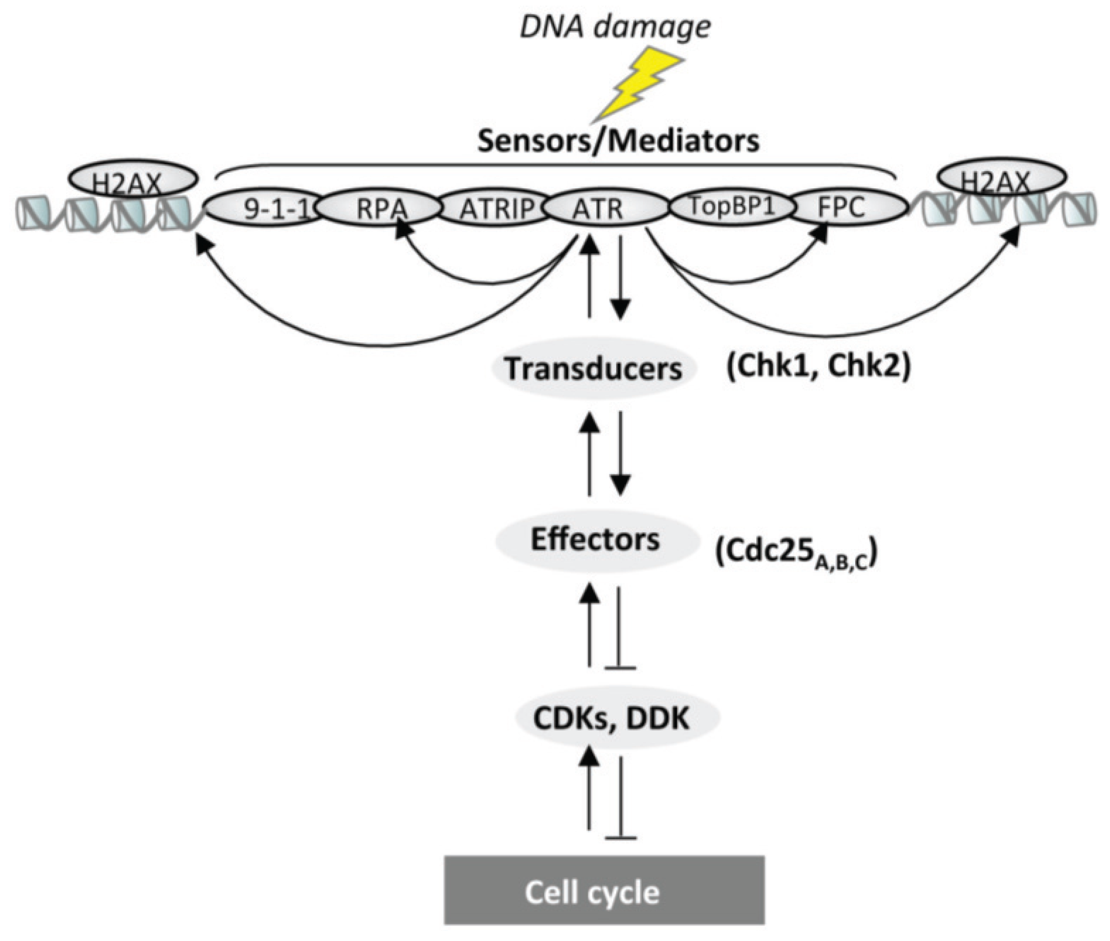 Molecular Mechanisms of DNA Replication Biology Diagrams