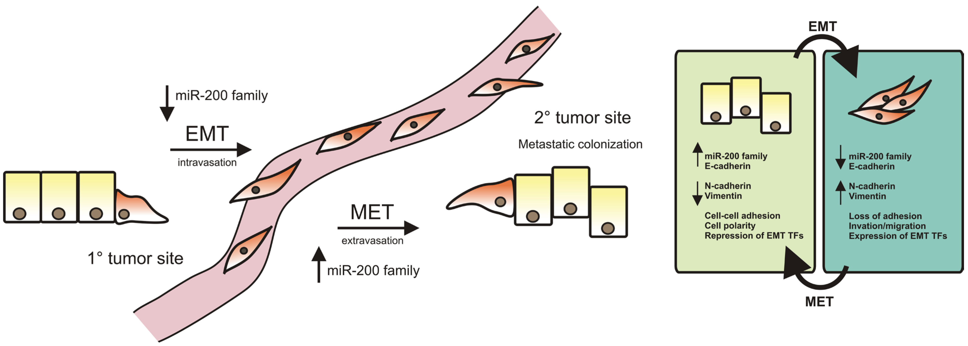 Genes 05 00804 g002