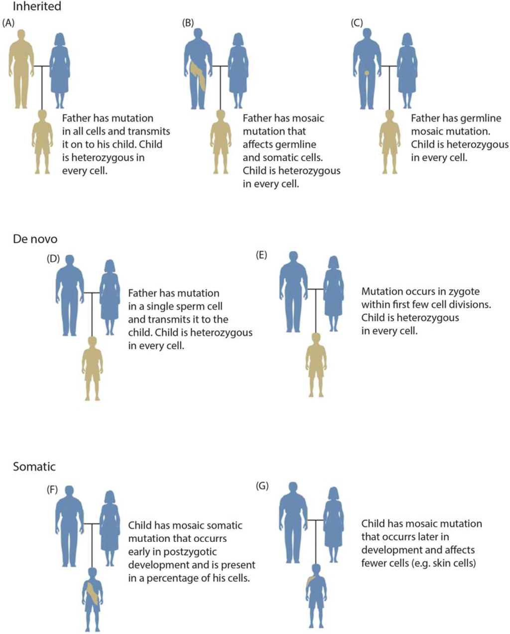 Genes Free Full Text Somatic Mosaicism In The Human Genome 