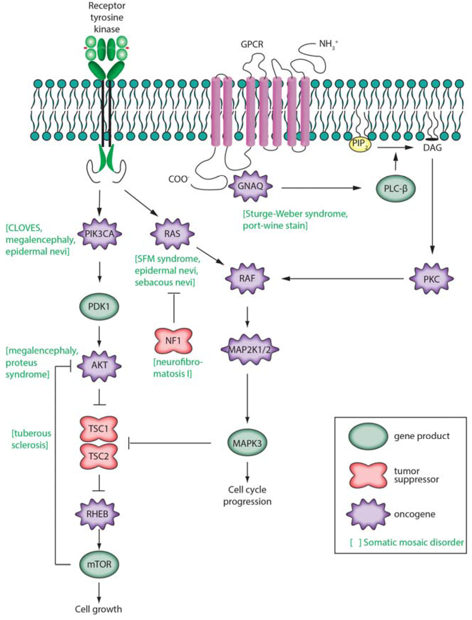 Genes 05 01064 g004