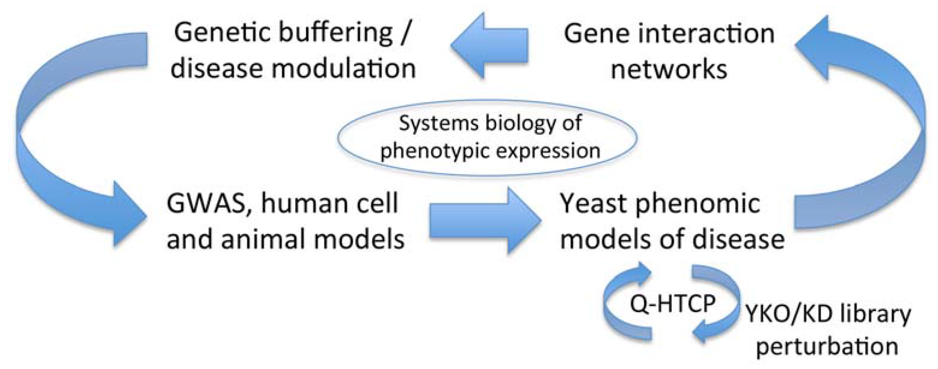 Genes | Free Full-Text | Yeast Phenomics: An Experimental Approach for Modeling Gene Interaction Networks that Buffer Disease Genes | Free Full-Text | Yeast Phenomics: An Experimental Approach for Modeling Gene Interaction Networks that Buffer Disease