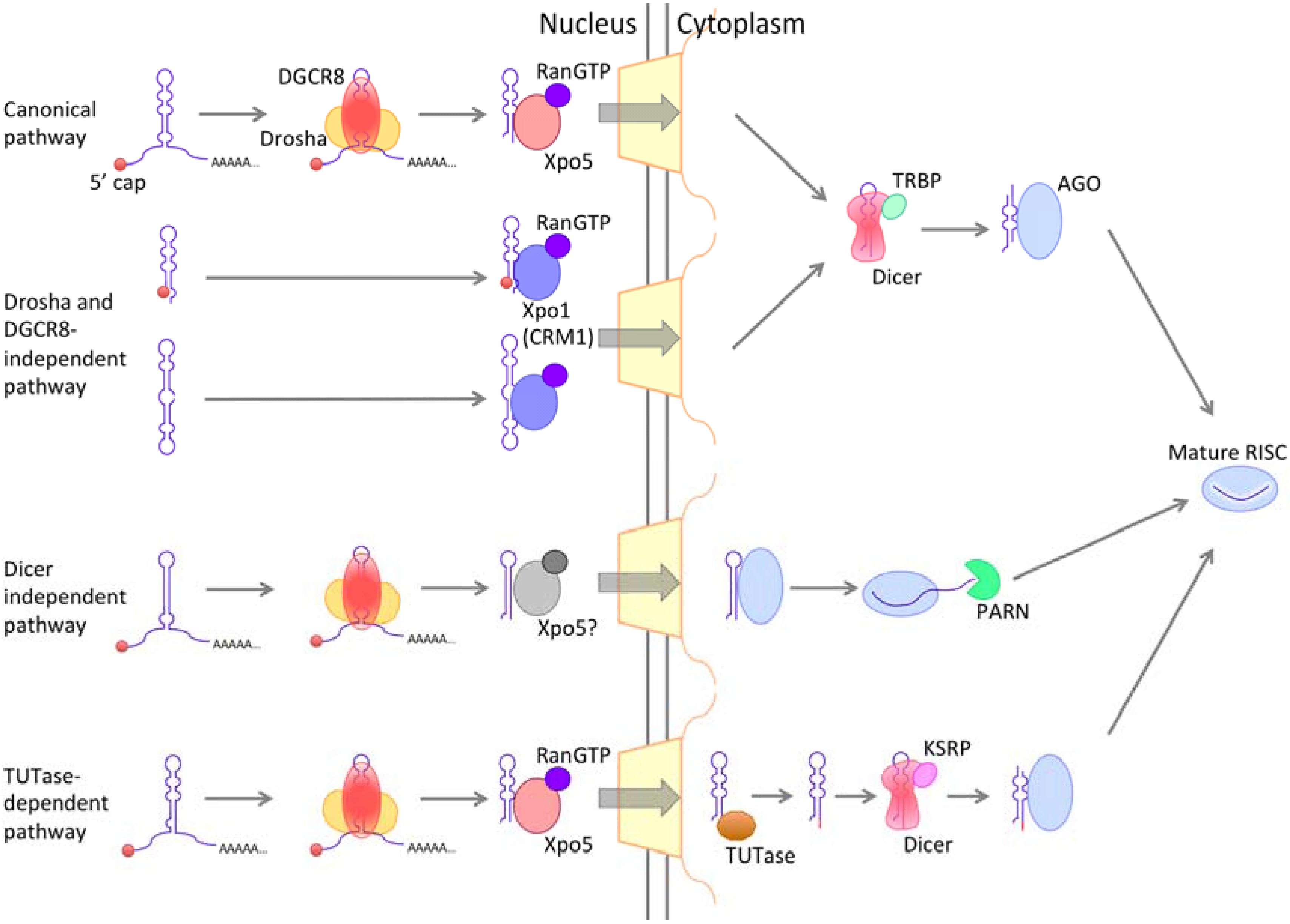 その他 Conjugaison Np Export RNA Export through the NPC in Eukaryotes