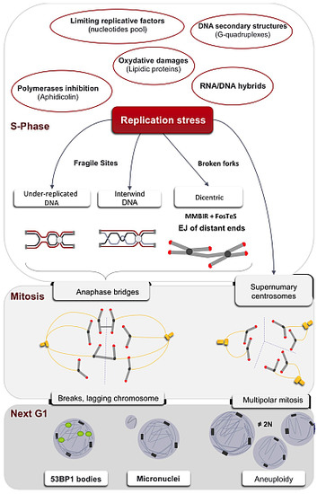 Genes Free Full Text Replication Stress In Mammalian Cells And Its Consequences For Mitosis Html Genes Free Full Text Replication Stress In Mammalian Cells And Its Consequences For Mitosis Html