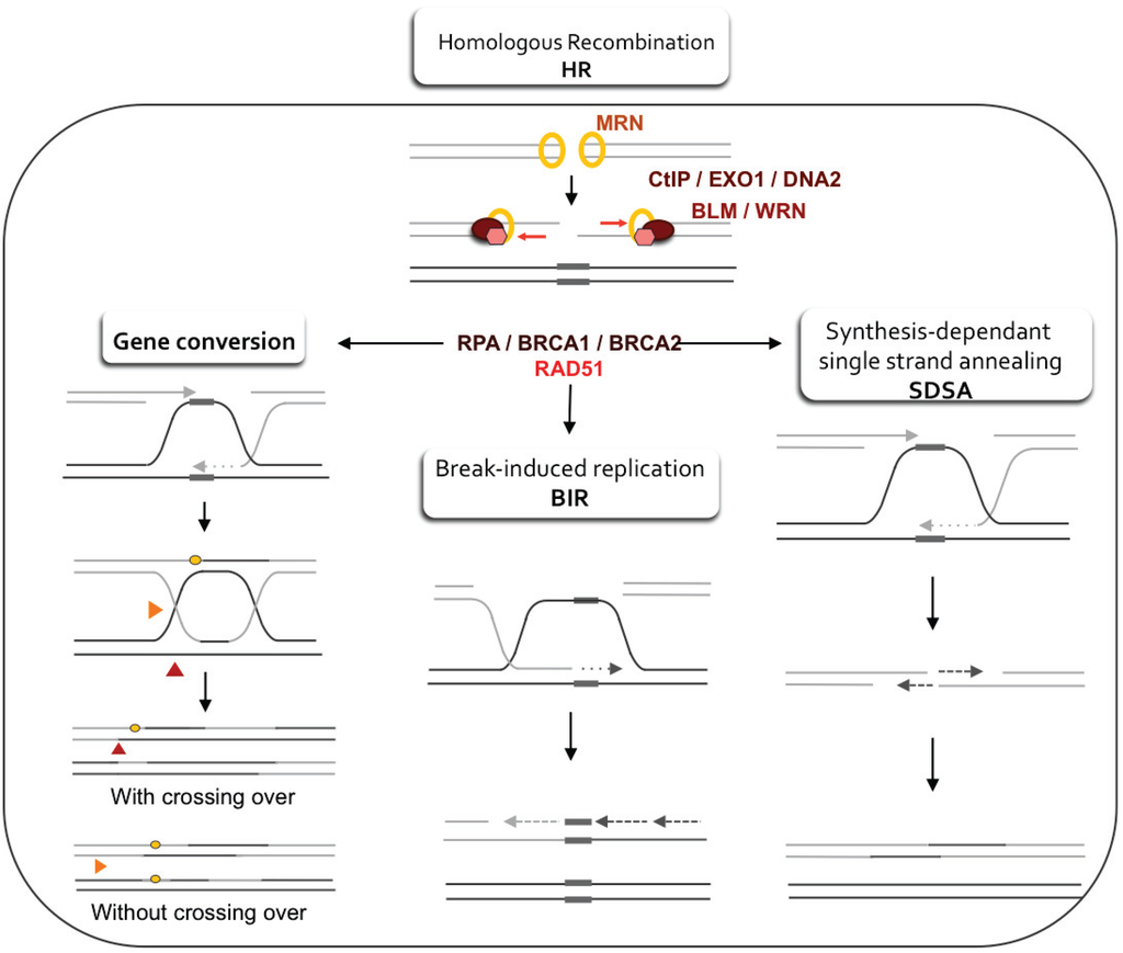 Genes Free Full Text Replication Stress In Mammalian Cells And Its Consequences For Mitosis Html