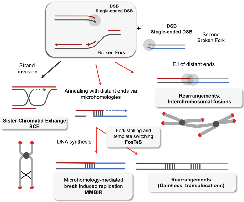 Genes Free Full Text Replication Stress In Mammalian Cells And Its Consequences For Mitosis Html Genes Free Full Text Replication Stress In Mammalian Cells And Its Consequences For Mitosis Html