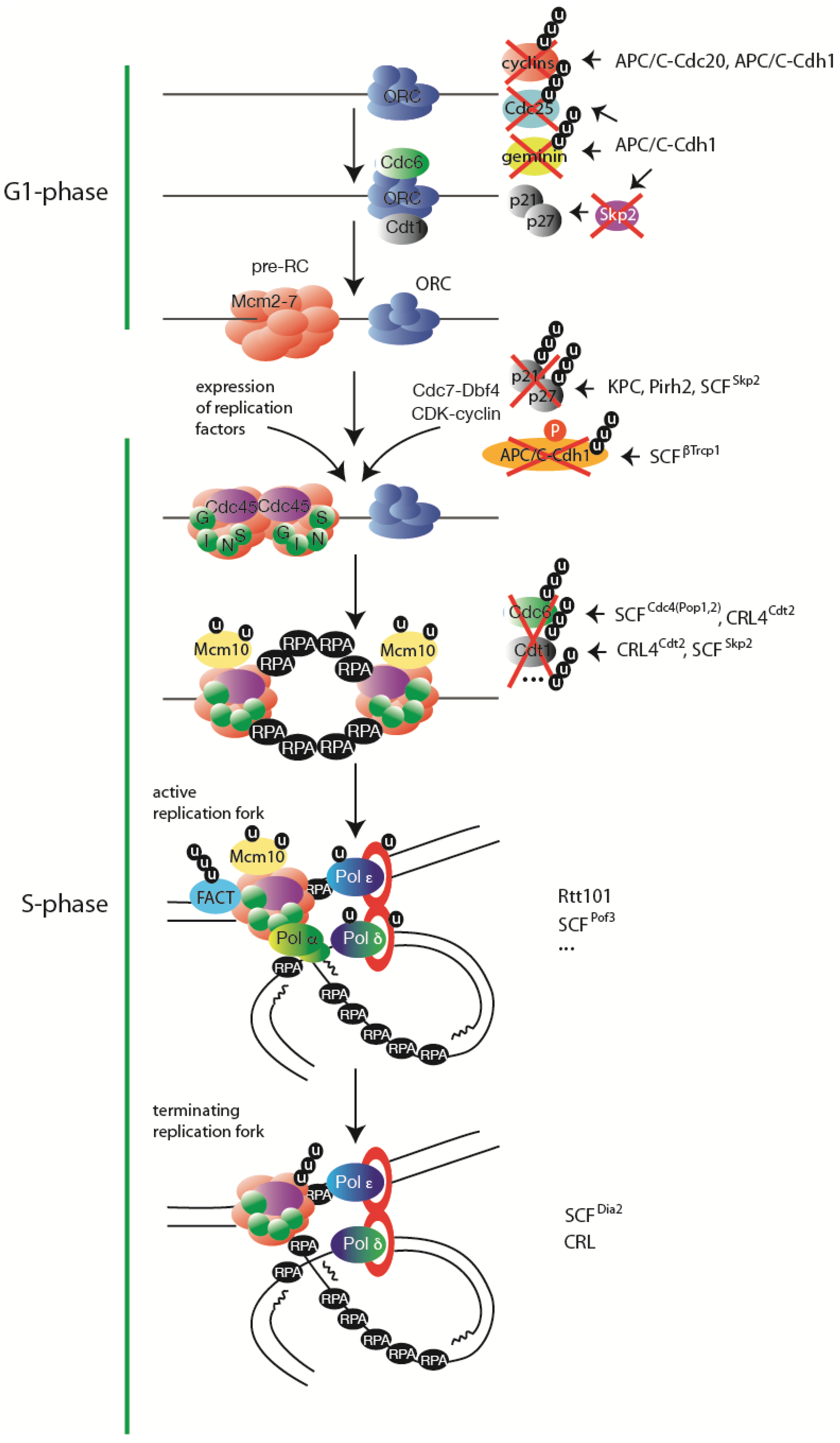 Genes | Free Full-Text | Regulation of Unperturbed DNA Replication by Ubiquitylation Genes | Free Full-Text | Regulation of Unperturbed DNA Replication by Ubiquitylation