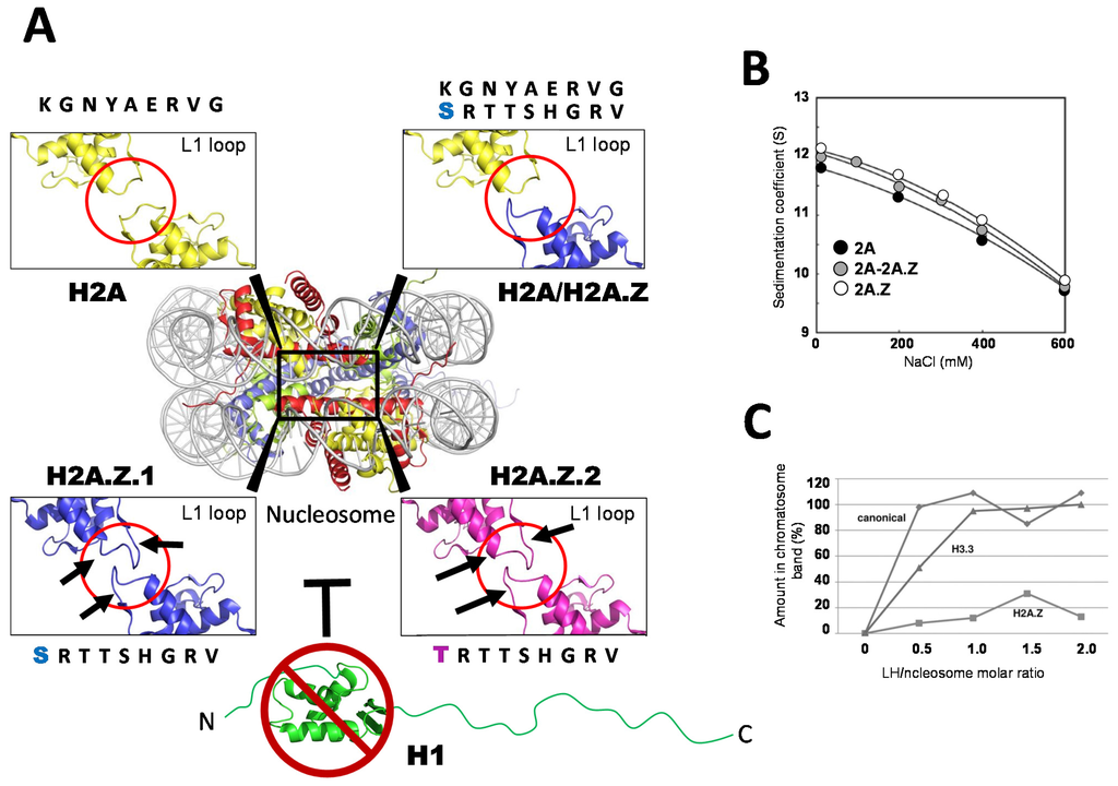 Genes, Free Full-Text