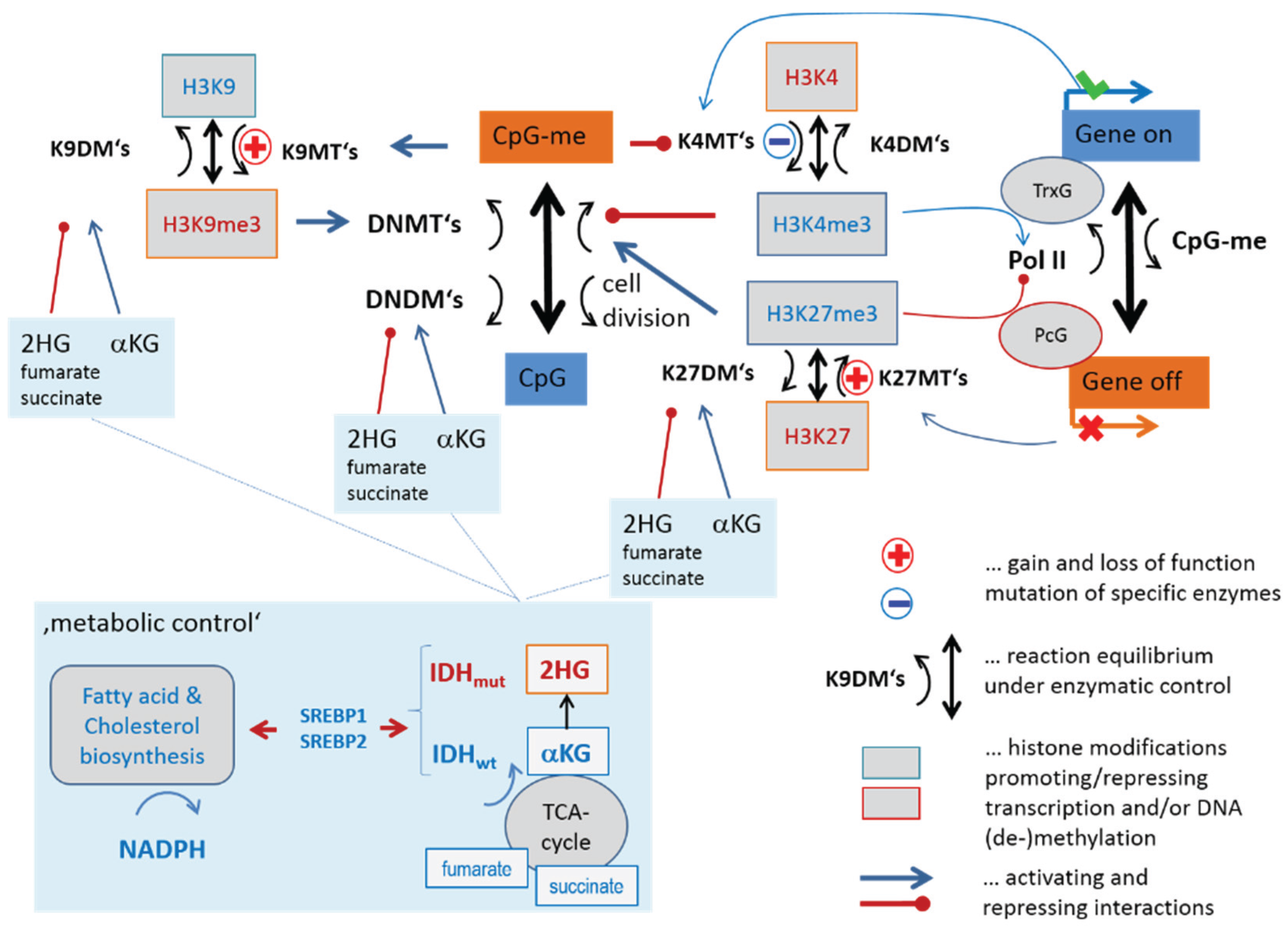 Genes 06 01076 g003